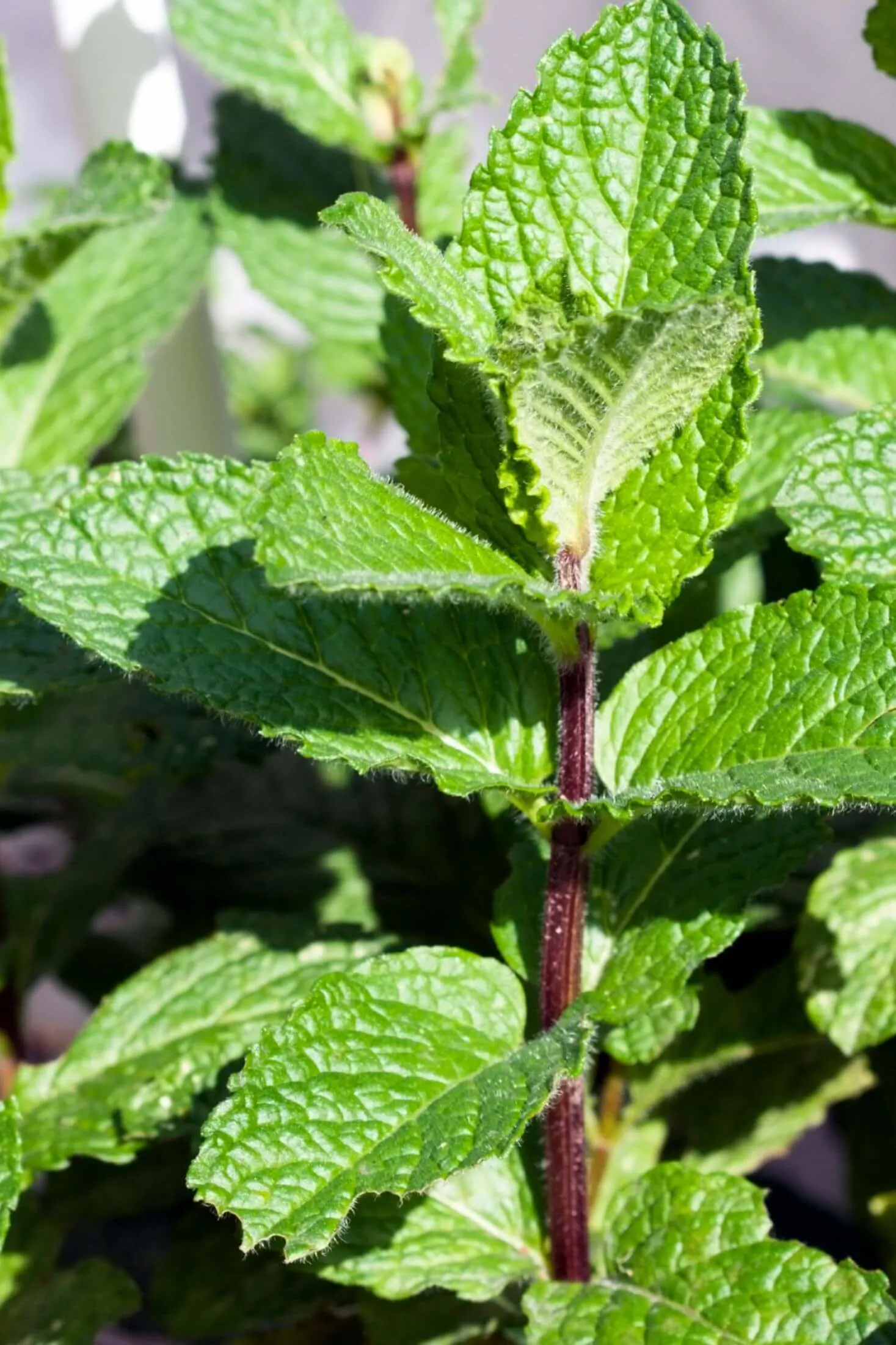 Mint plants. 