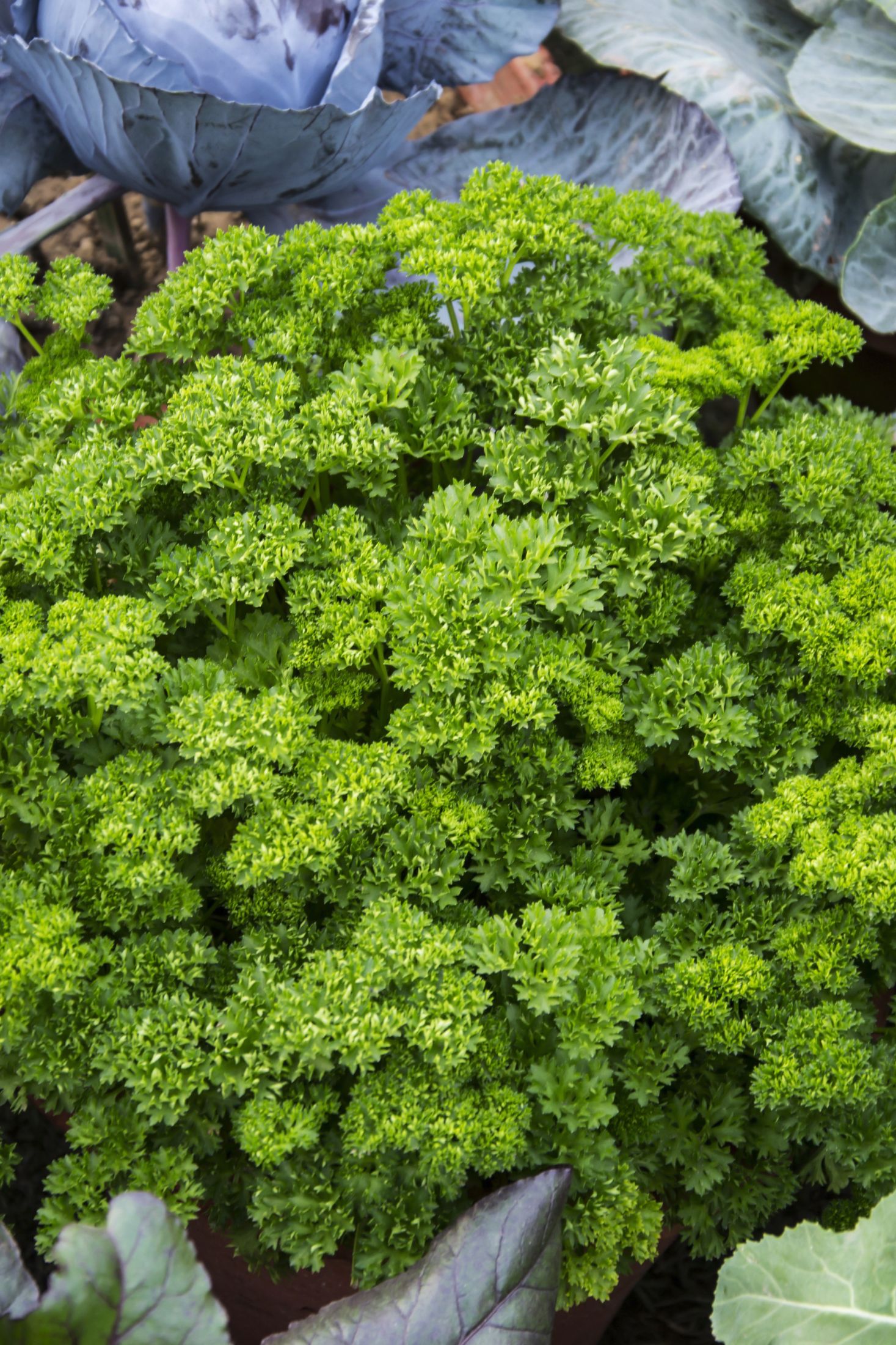 Parsley plant in the garden. 
