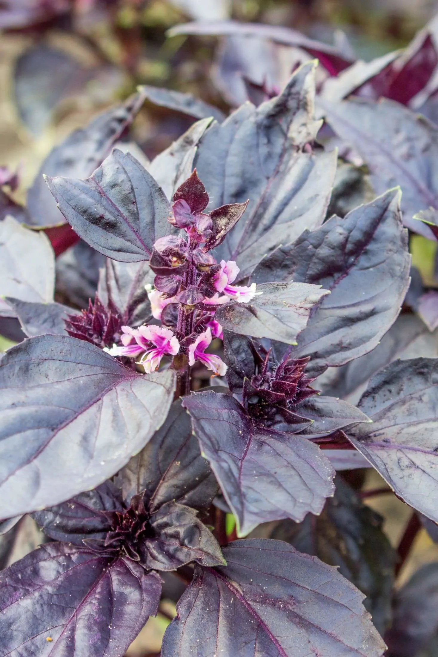 Purple basil plant. 