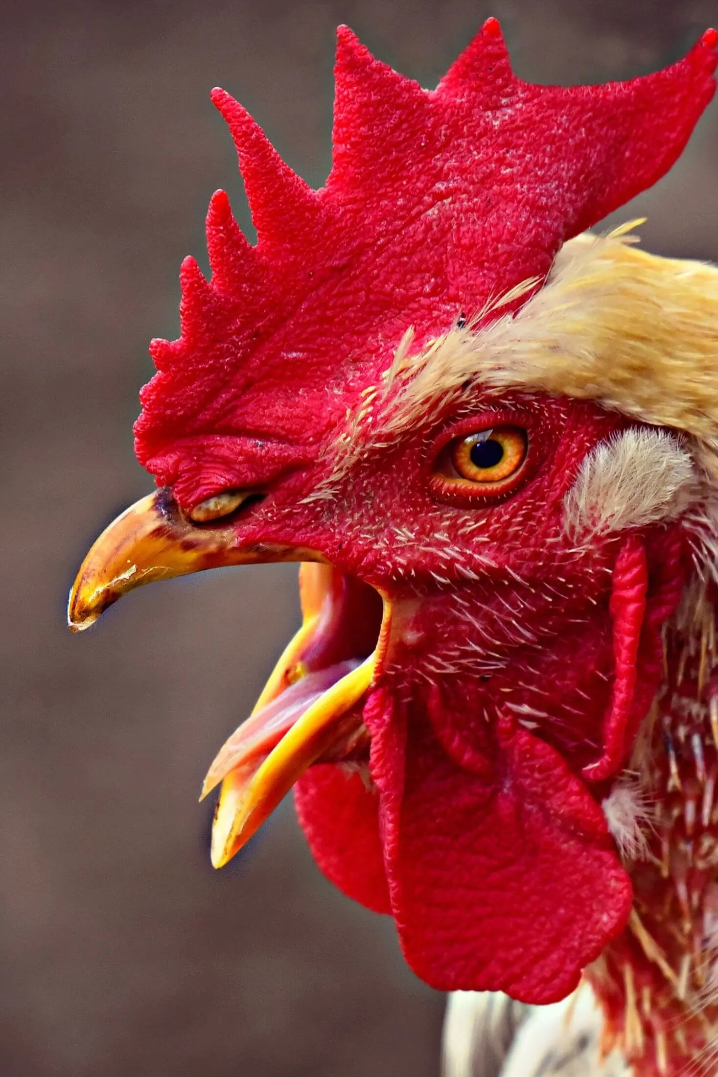 Rooster crowing with tongue visible. 