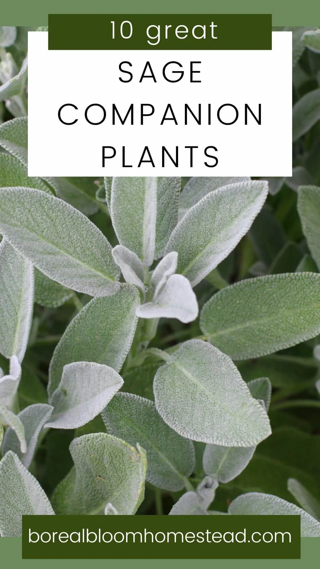 10 great sage companion plants pinterest graphic.
