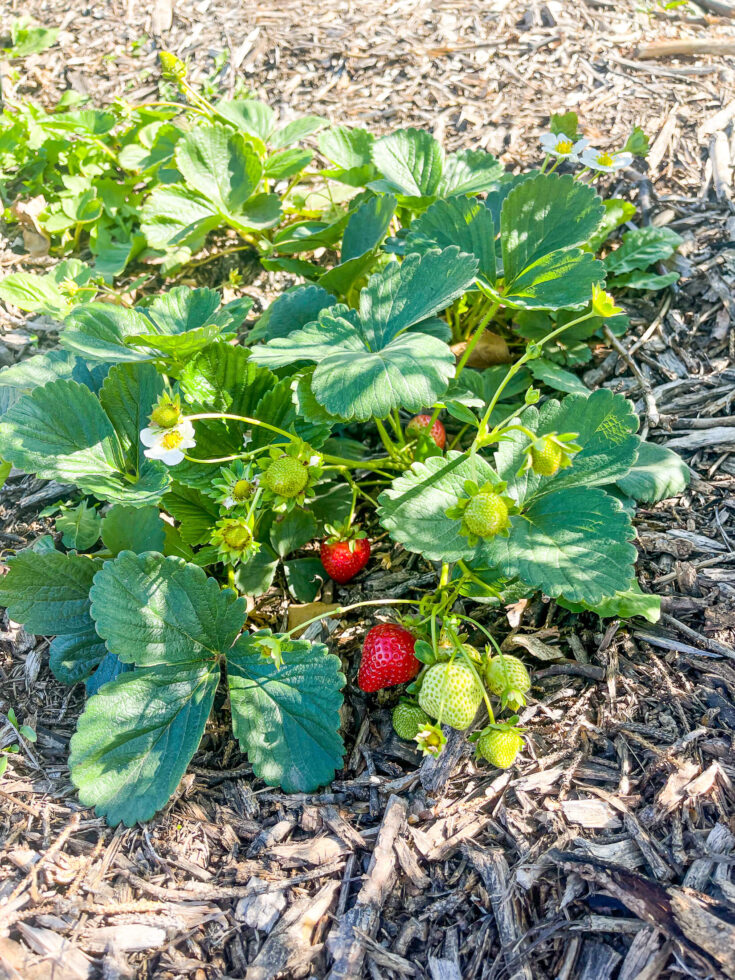 11 Best Blueberry Companion Plants & 8 To Avoid! Boreal Bloom Homestead