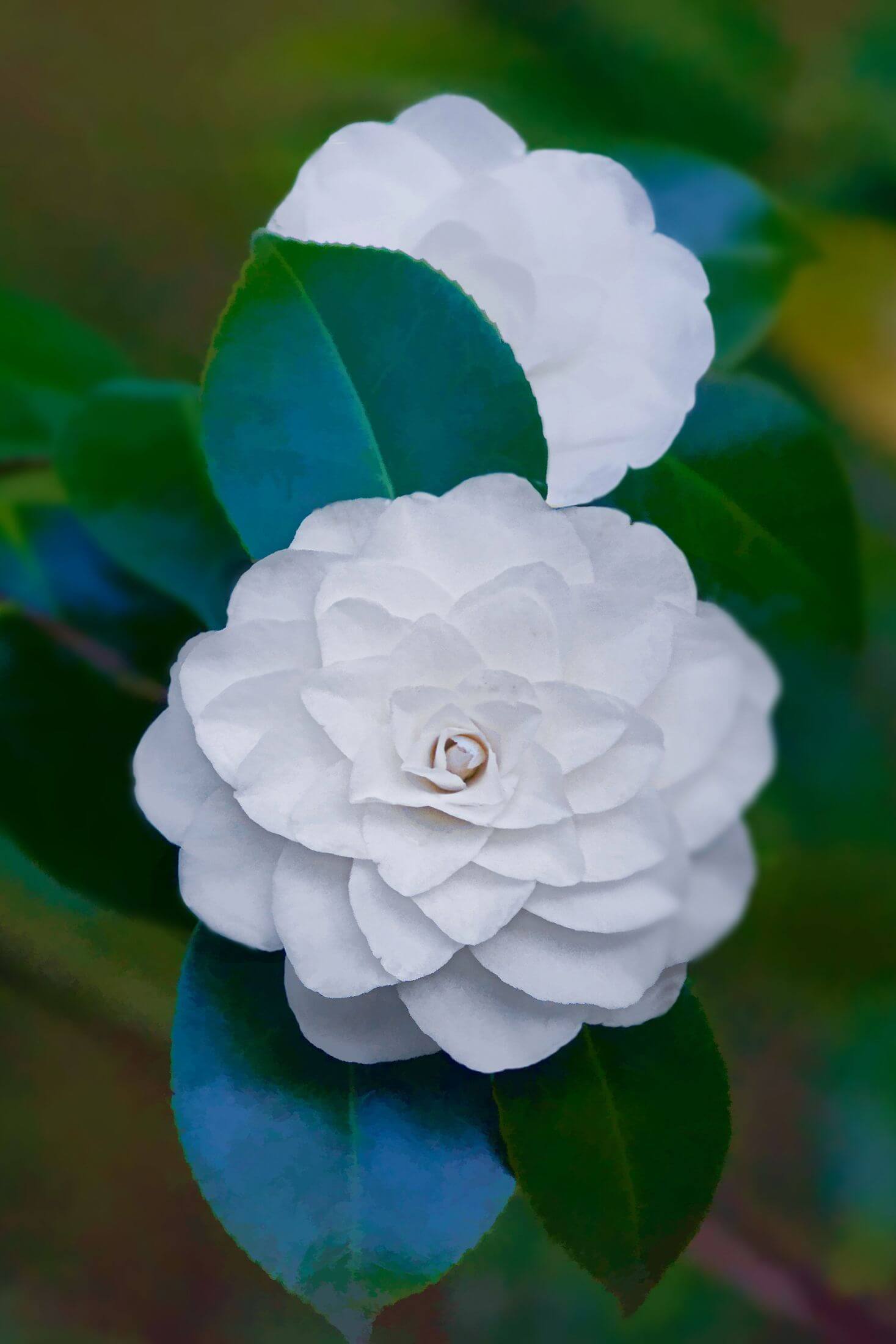 White camellia flowers.