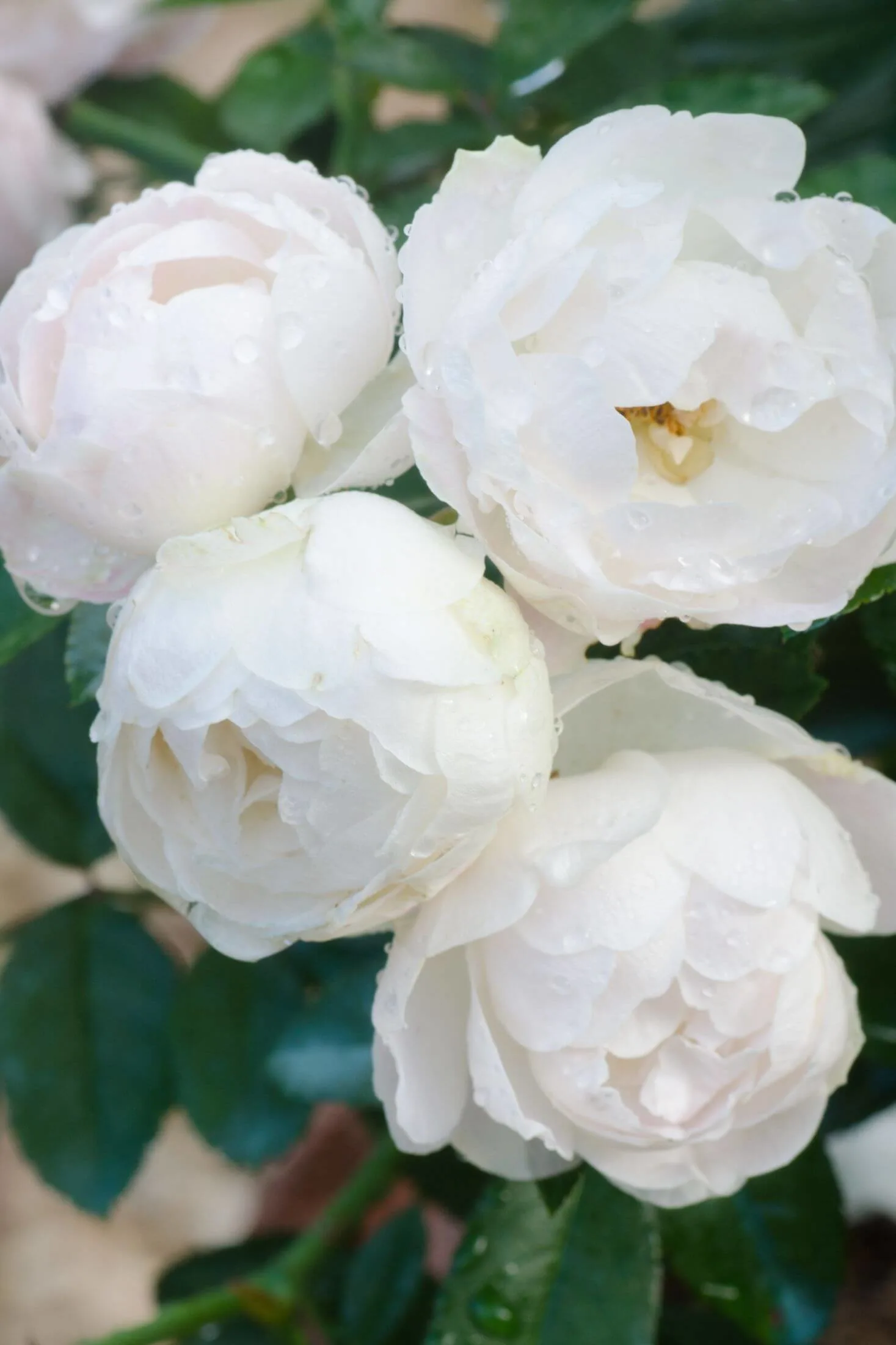 Water droplets on white floribunda roses. 