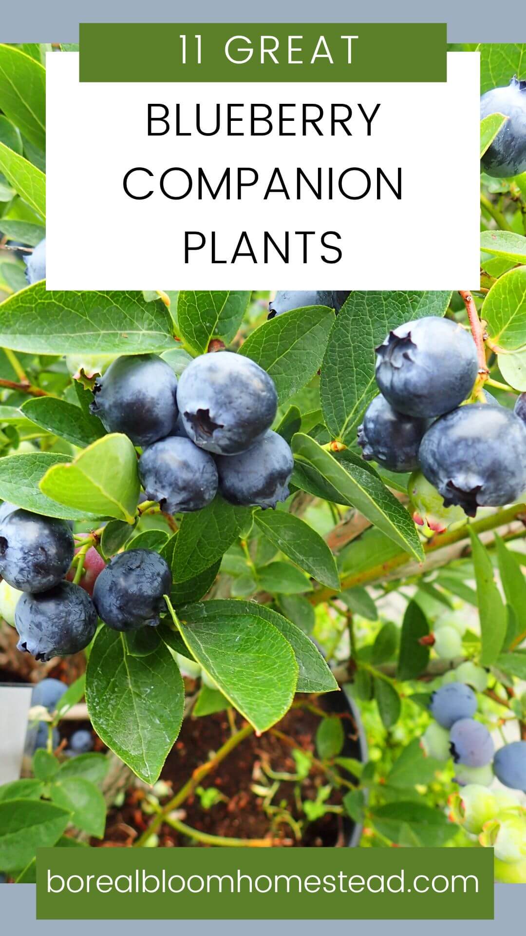 Blueberry bush with ripe berries and text overlay: 11 great blueberry companion plants.