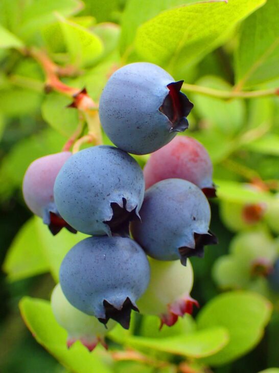 Ripe blueberries on a blueberry plant.