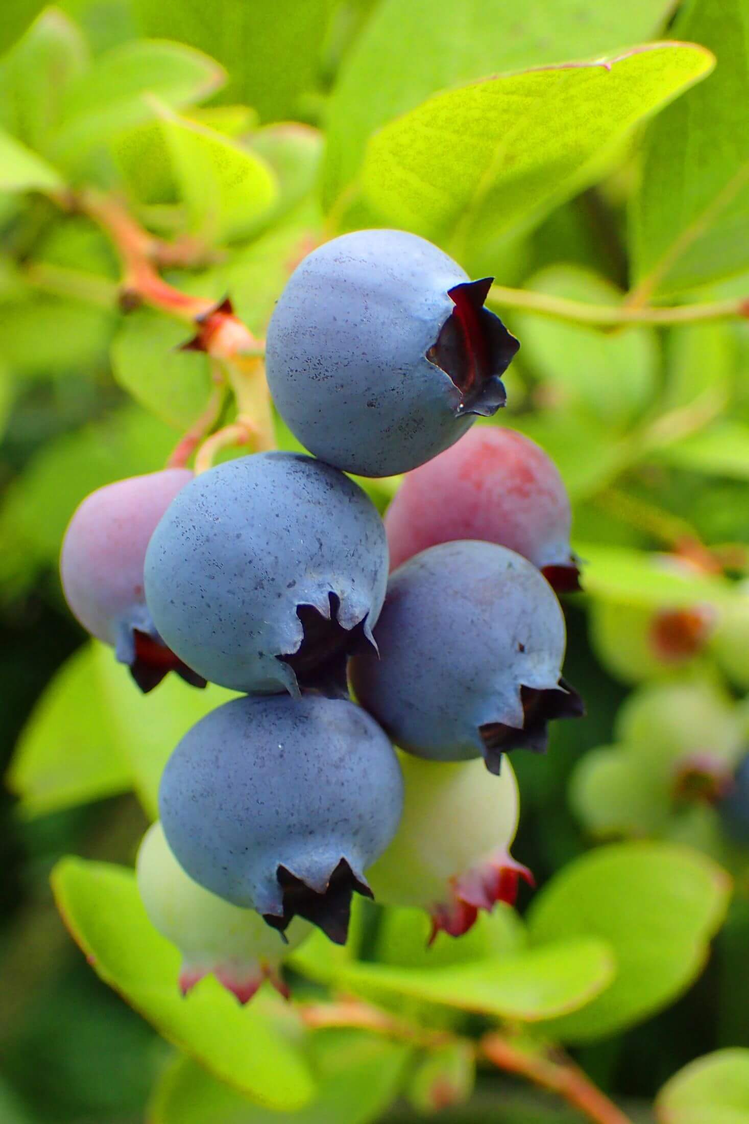 Ripe blueberries on a blueberry plant. 