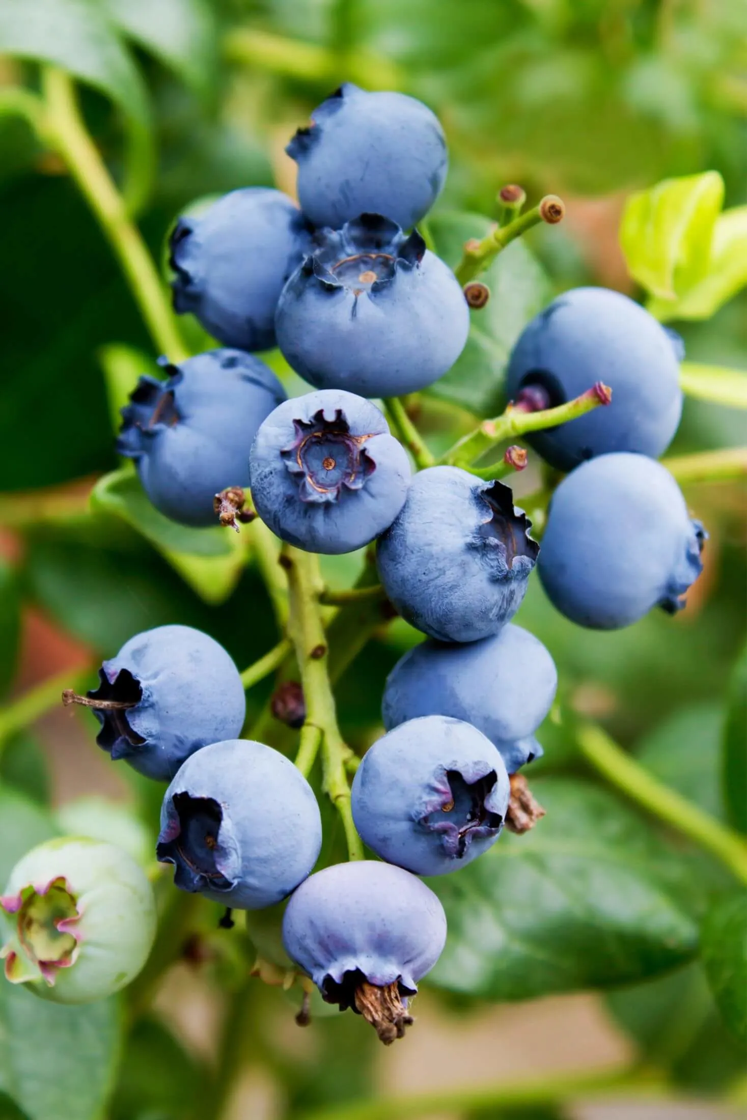 Dusty blue colored berries on a plant. 