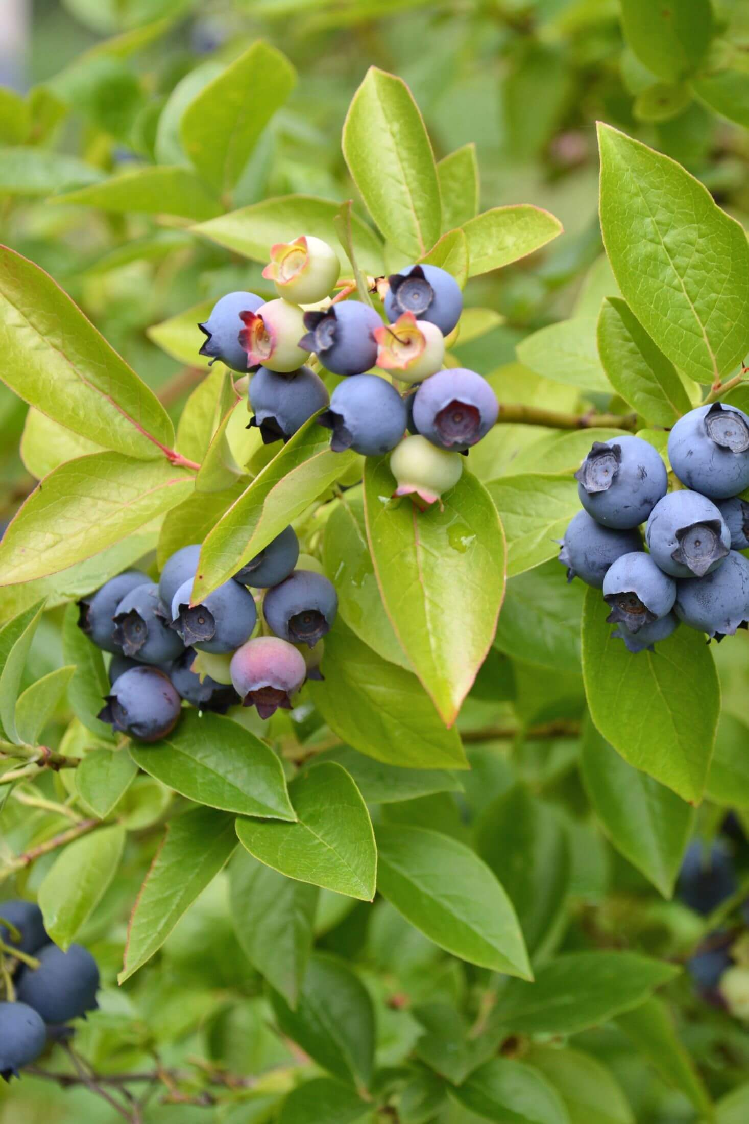 Blueberries on a shrub. 