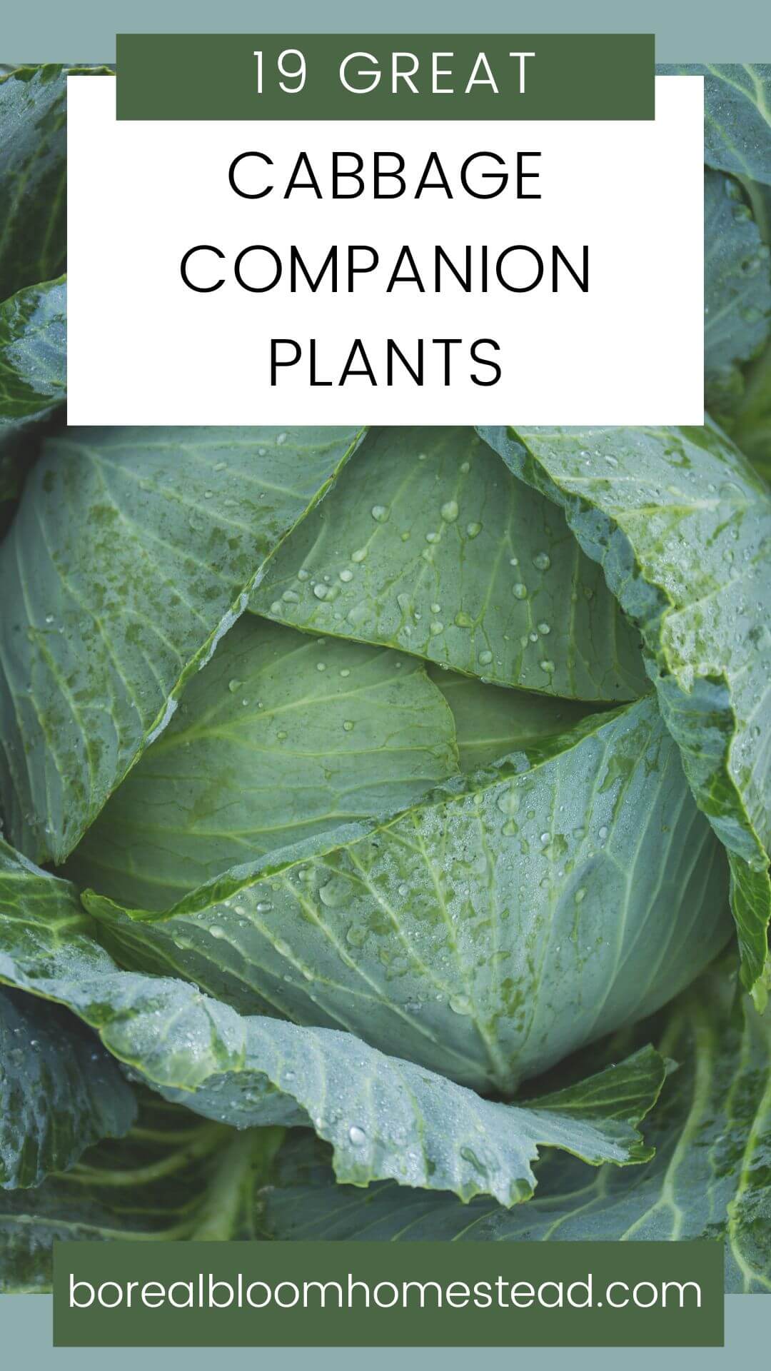 Cabbage plant with text overlay: 15 great cabbage companion plants. 
