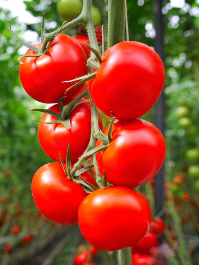 Companion Planting With Tomatoes - A Simple Guide | Boreal Bloom Homestead