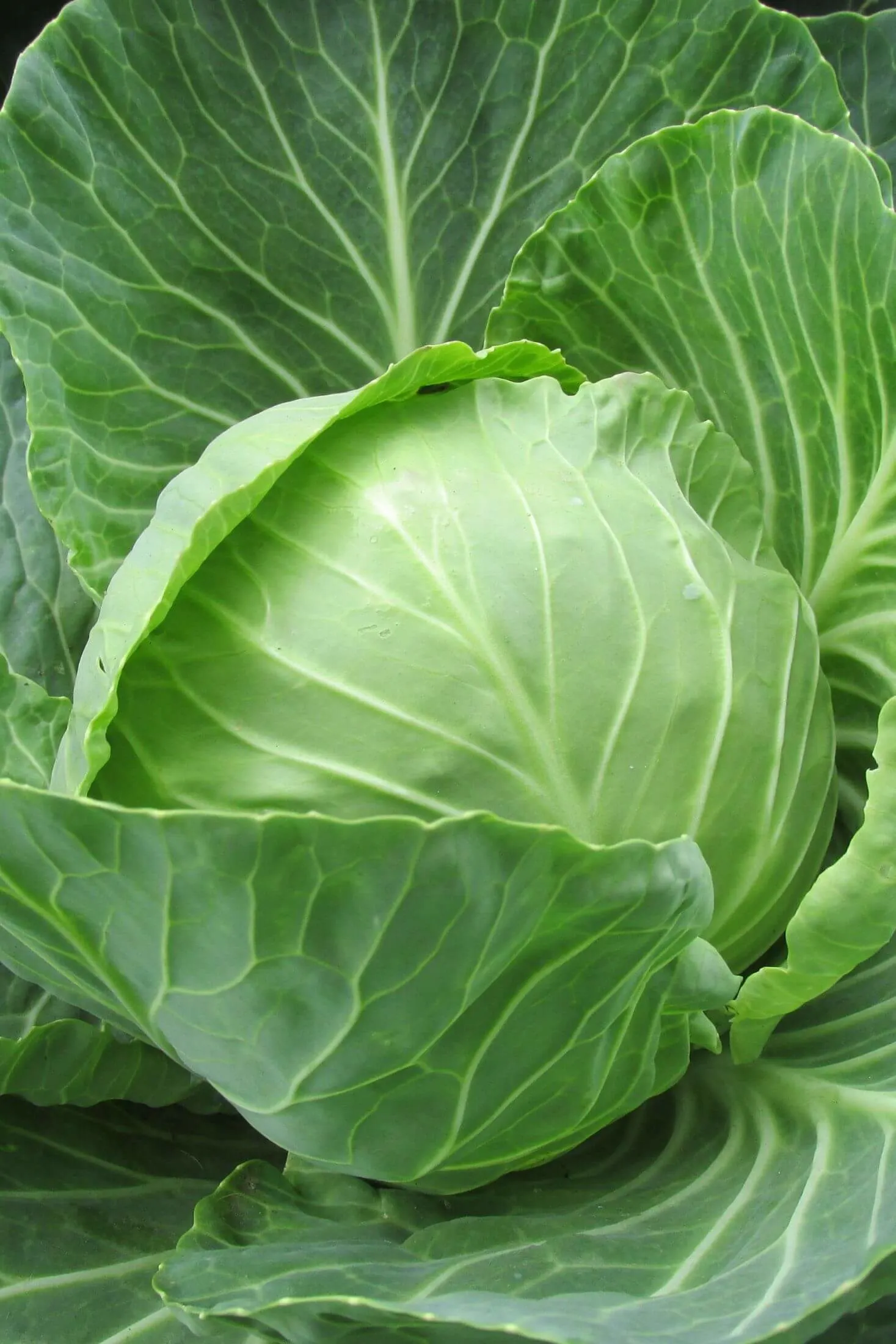 Cabbage plant in the garden. 