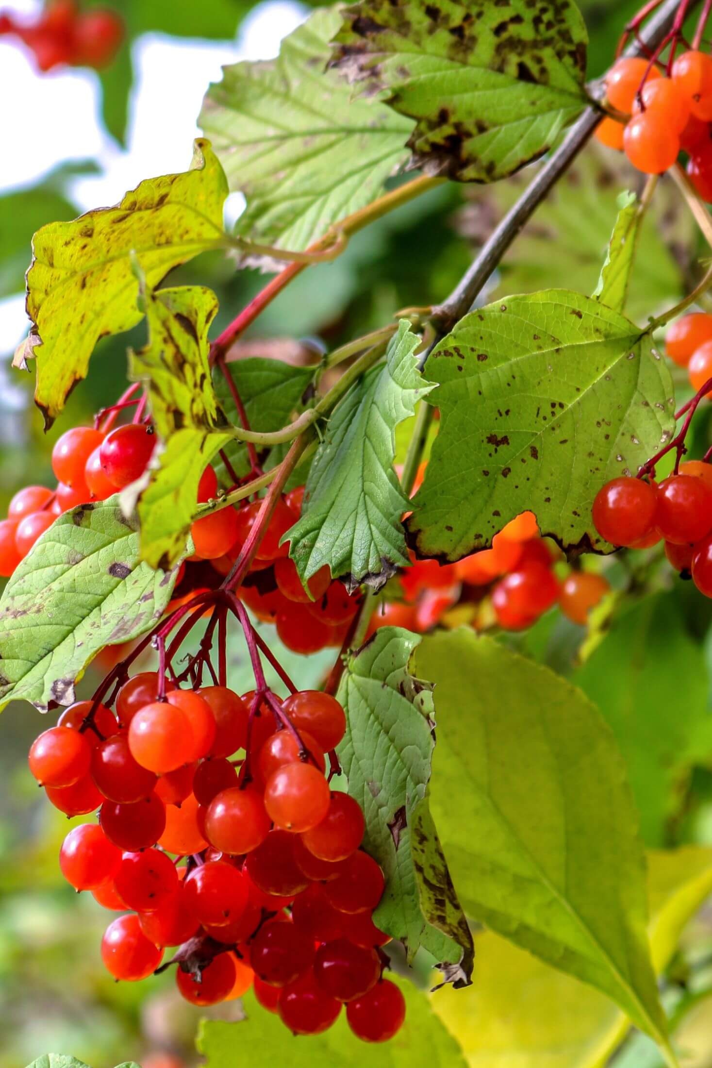 High bush cranberry plant with ripe berries. 
