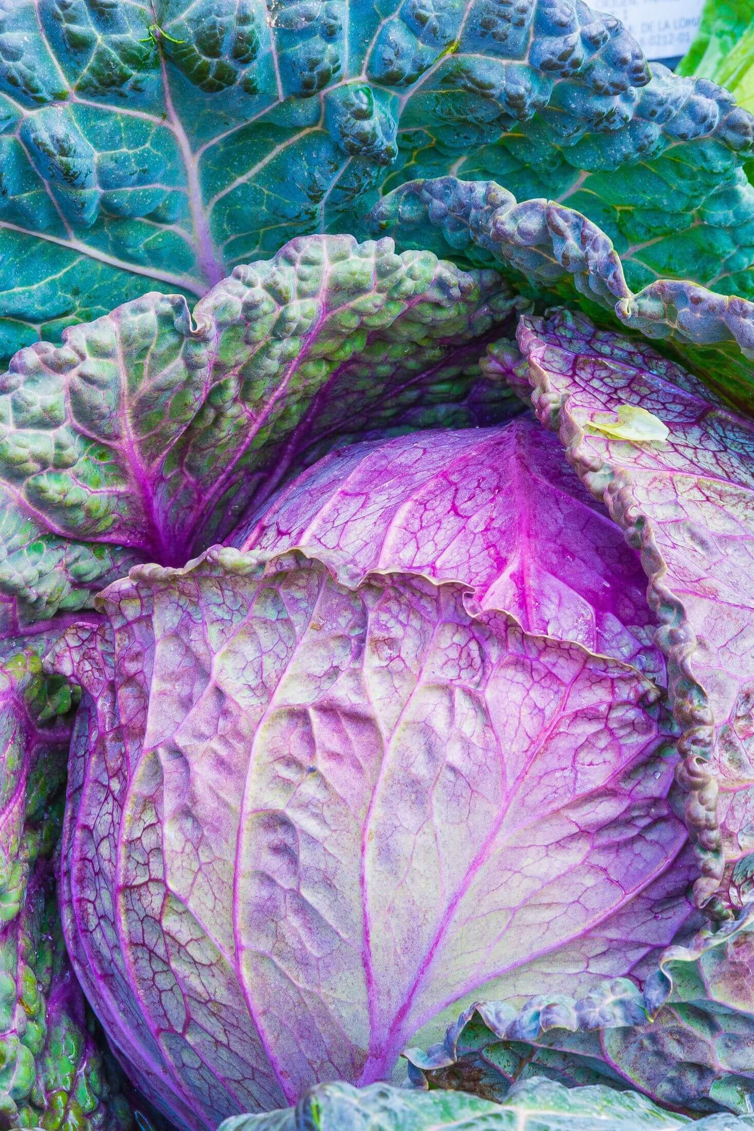 Purple frilly cabbage. 