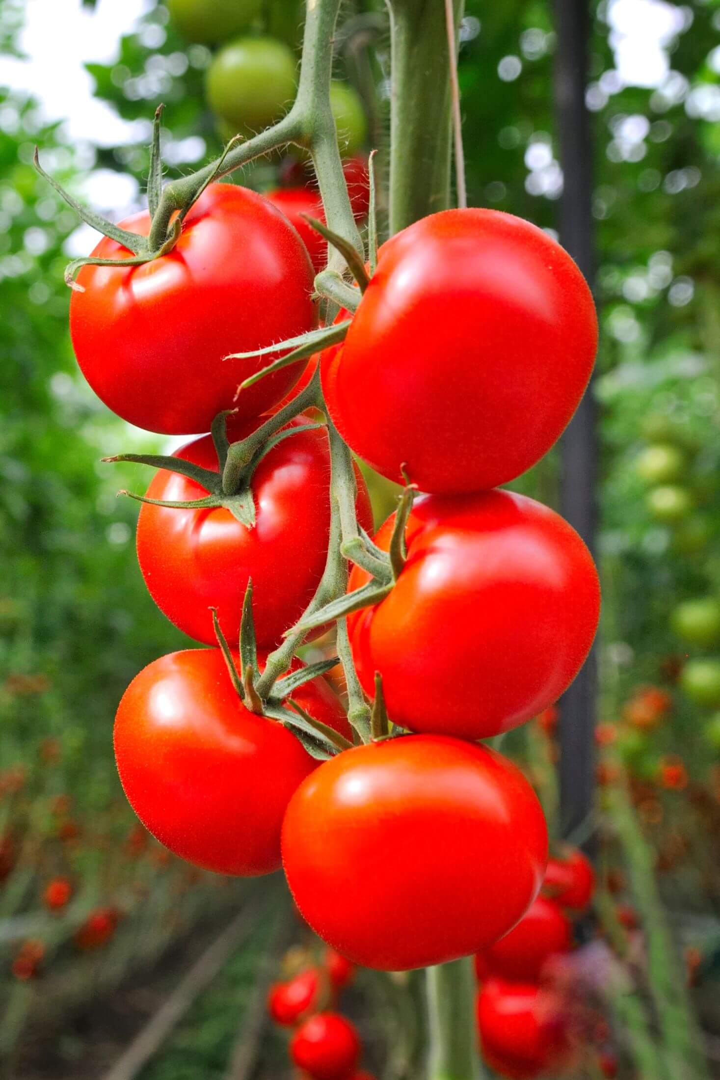 Tomatoes on a vine.