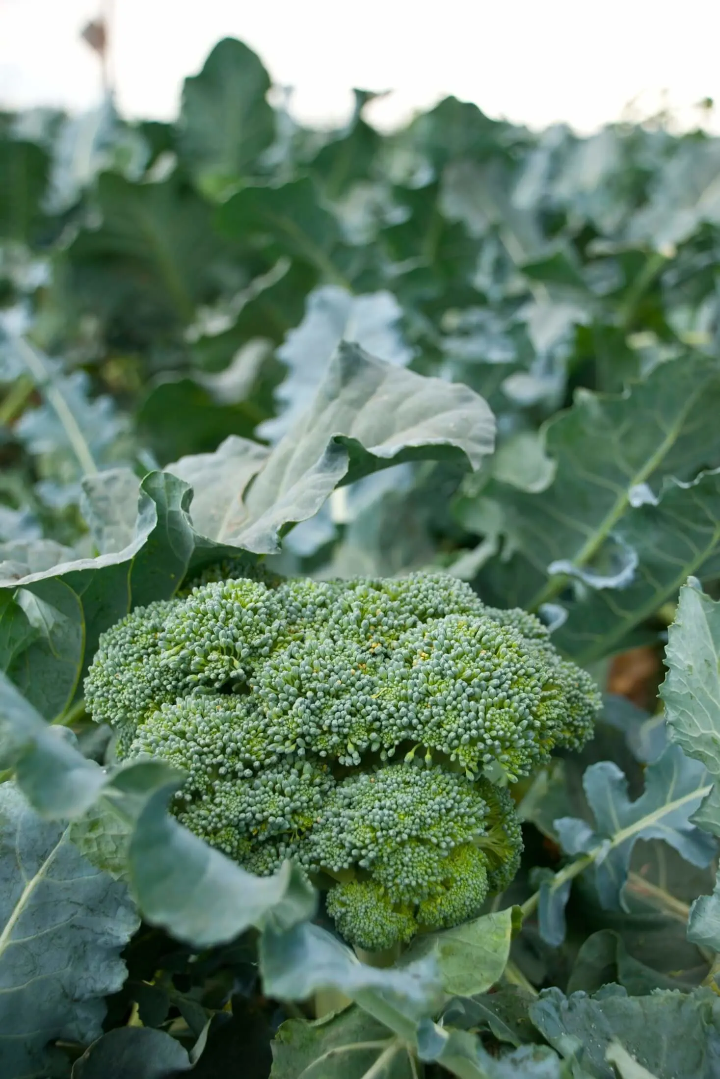 Broccoli plant. 