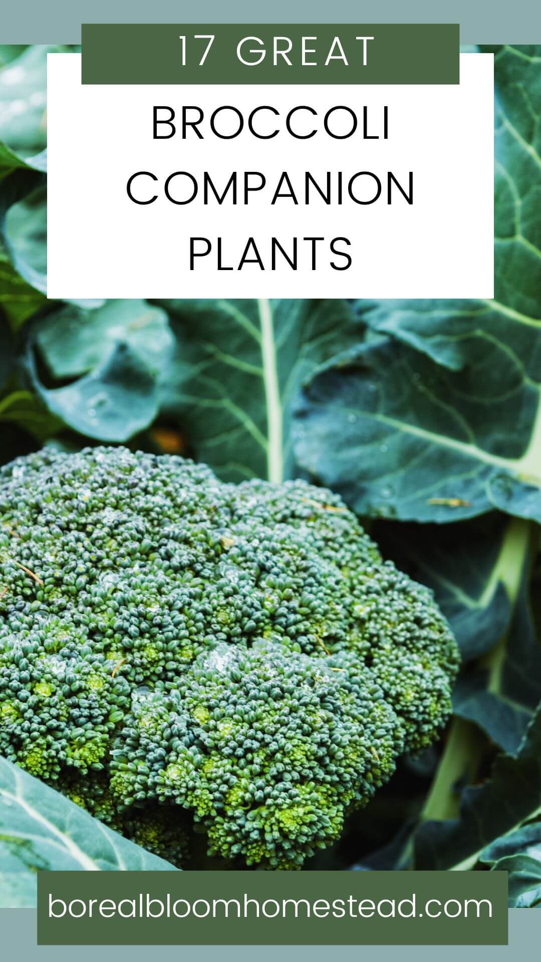 Broccoli plant with text overlay: 17 great broccoli companion plants. 
