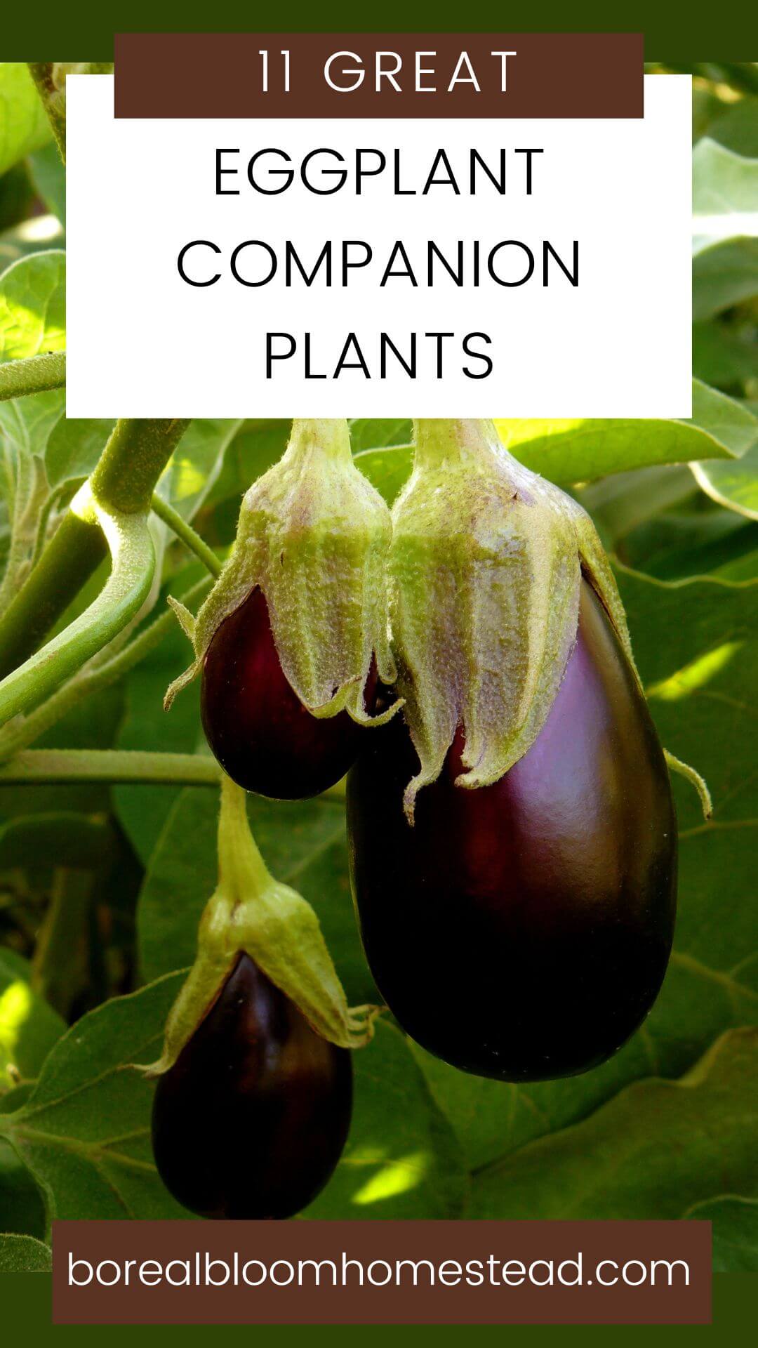 Eggplant plant with text overlay: 11 great eggplant companion plants. 