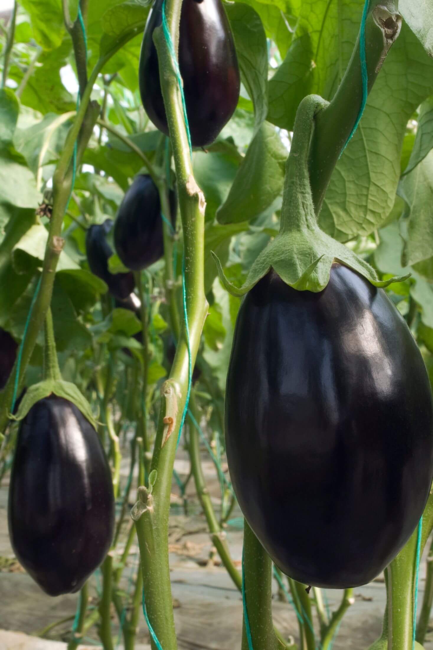 Dark eggplants on a plant. 