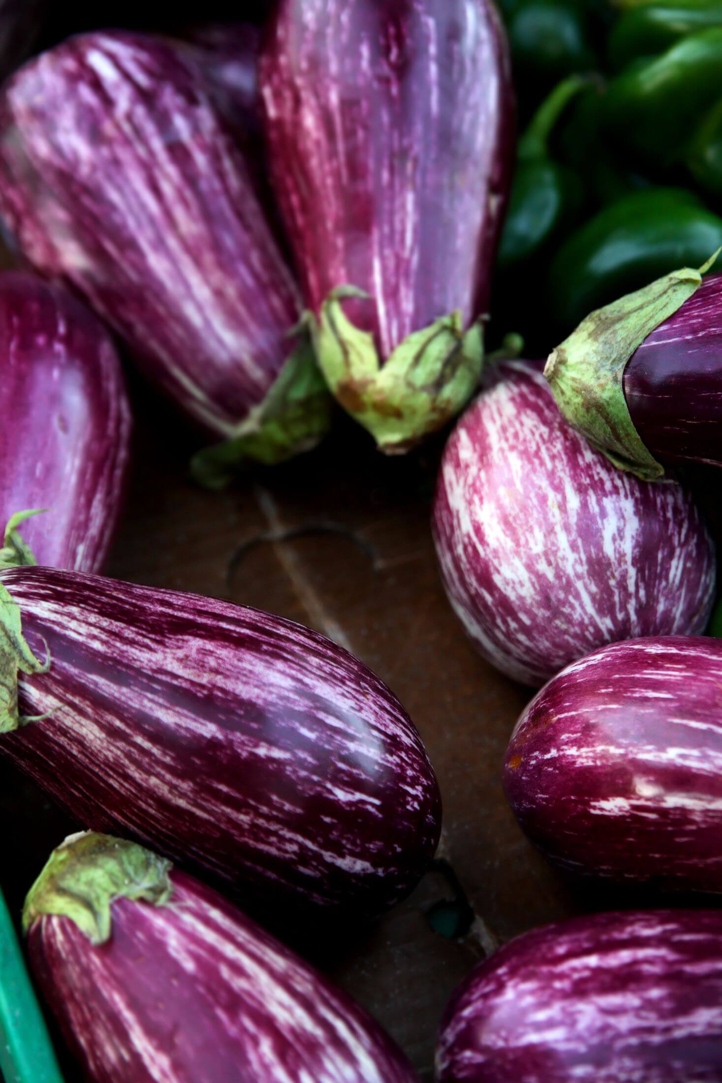 Eggplant fruit. 