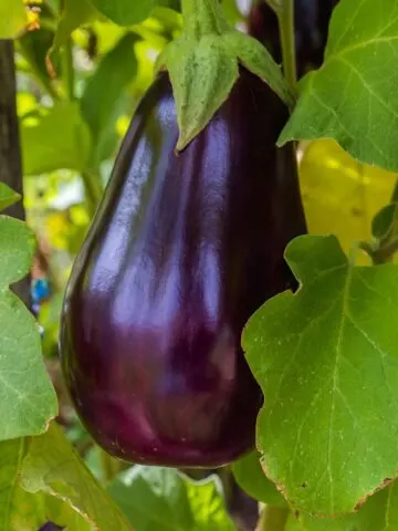 Eggplant plant.