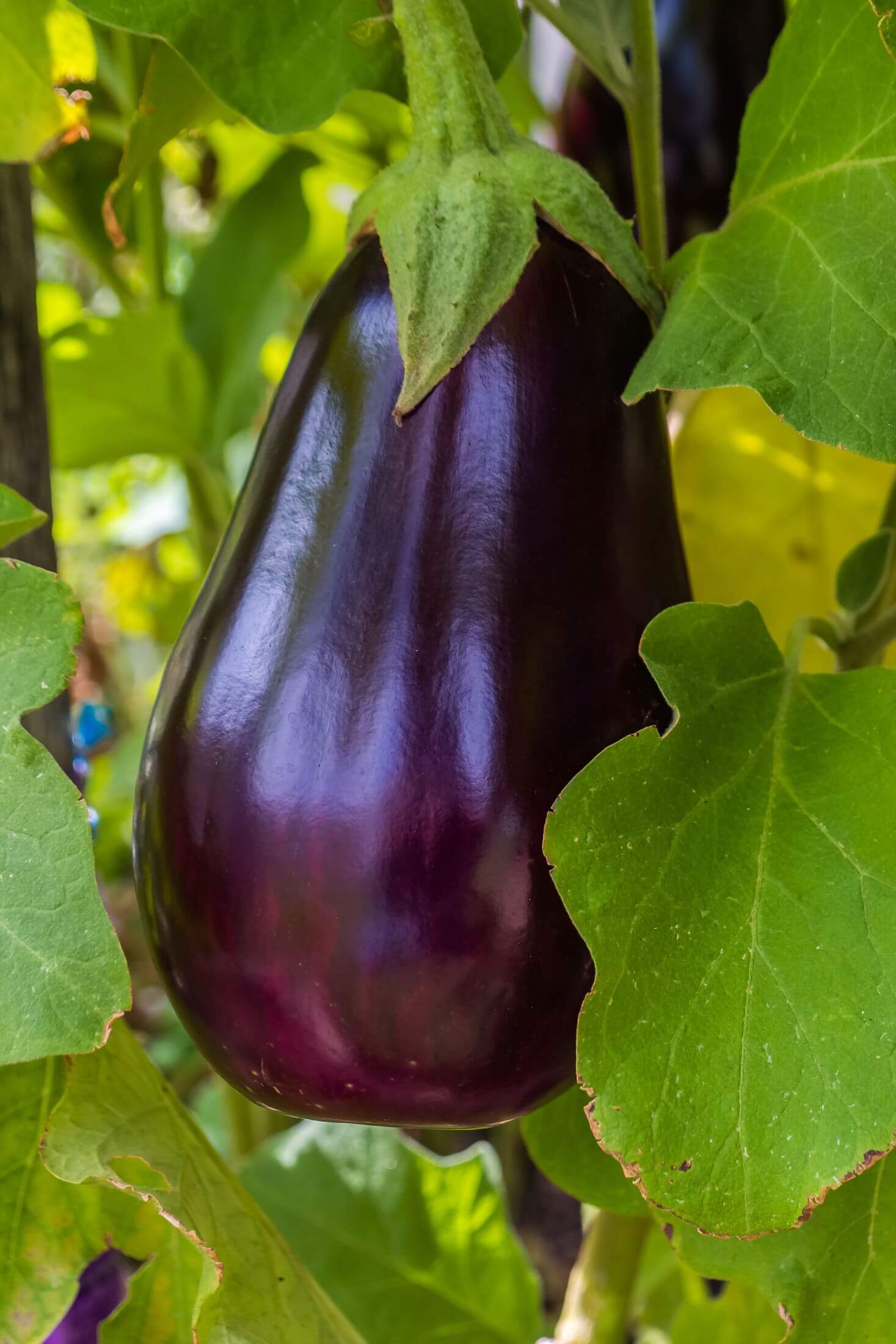 Eggplant plant. 