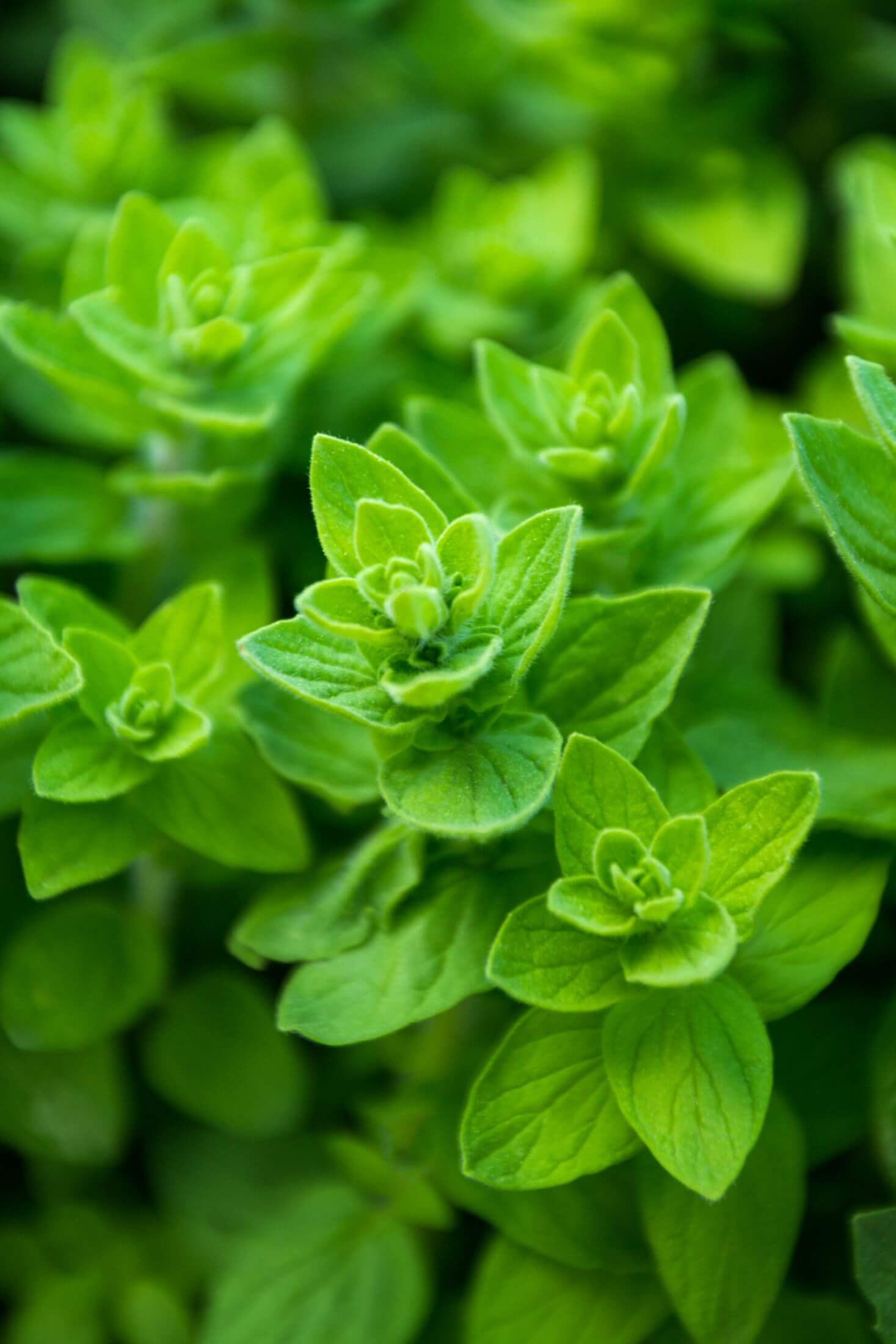 Oregano plant.