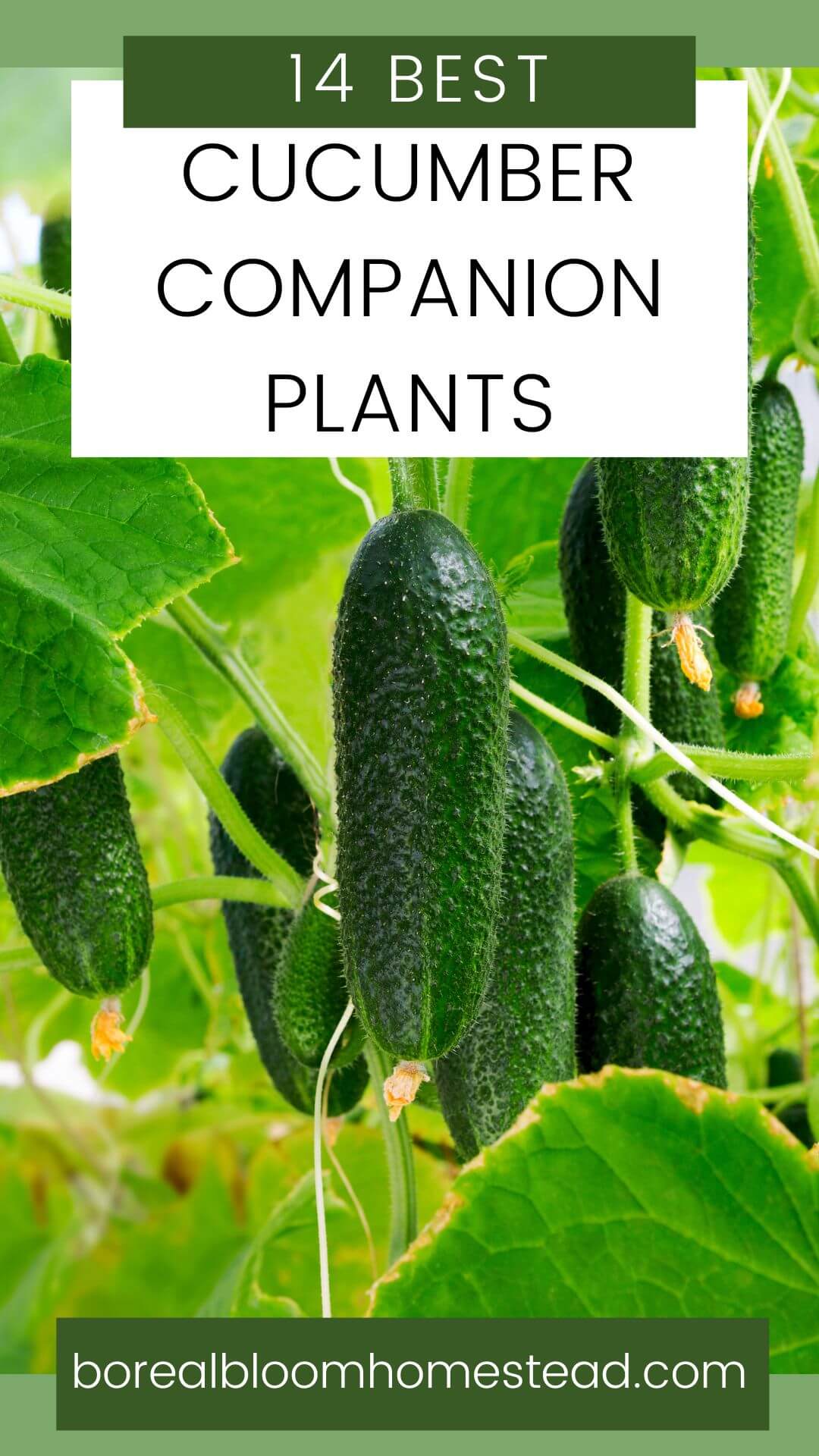 Cucumber plant with text overlay : 14 best cucumber companion plants.
