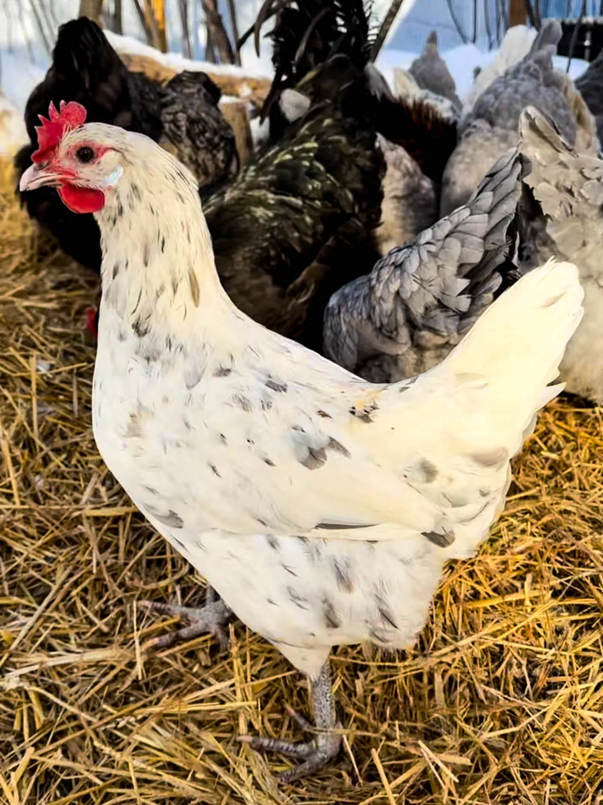 Swedish isbar hen in splash coloring. 