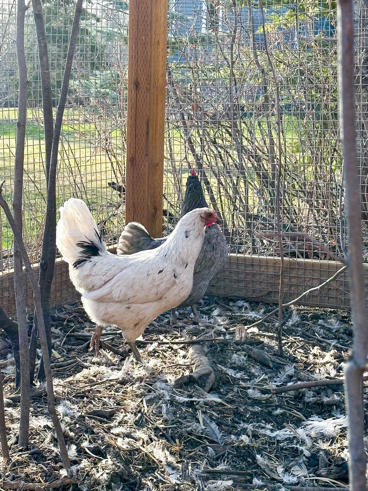 Splash whiting true blue hen in a chicken run. 