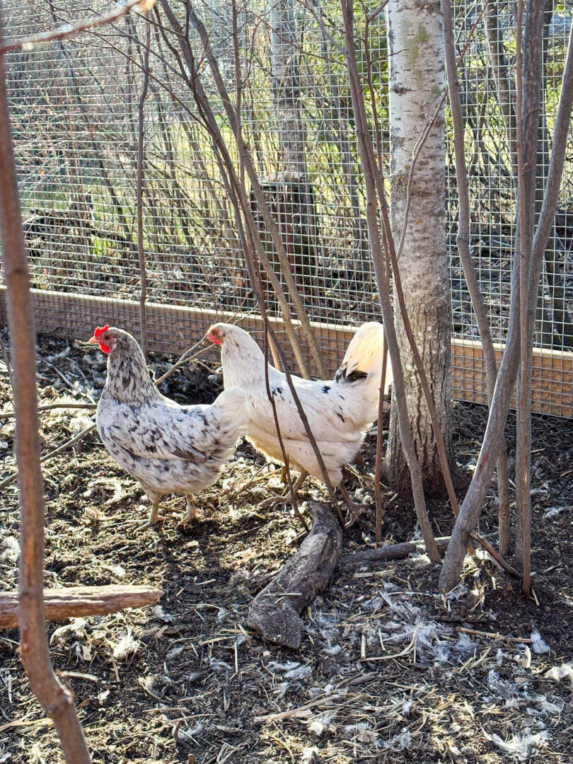 Whiting True Blue {A Flock Must Have!} | Boreal Bloom Homestead