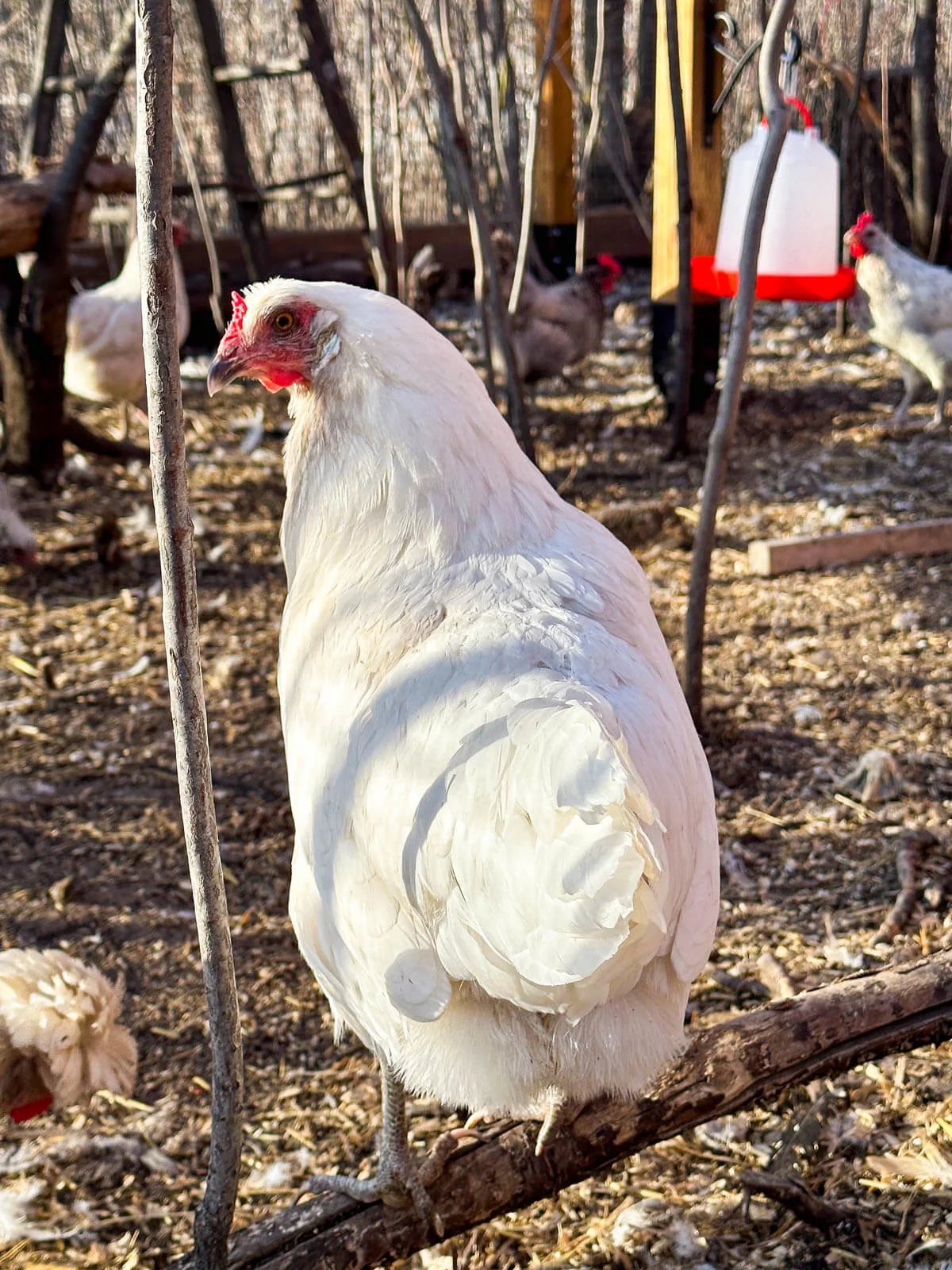 Whiting blue hen.