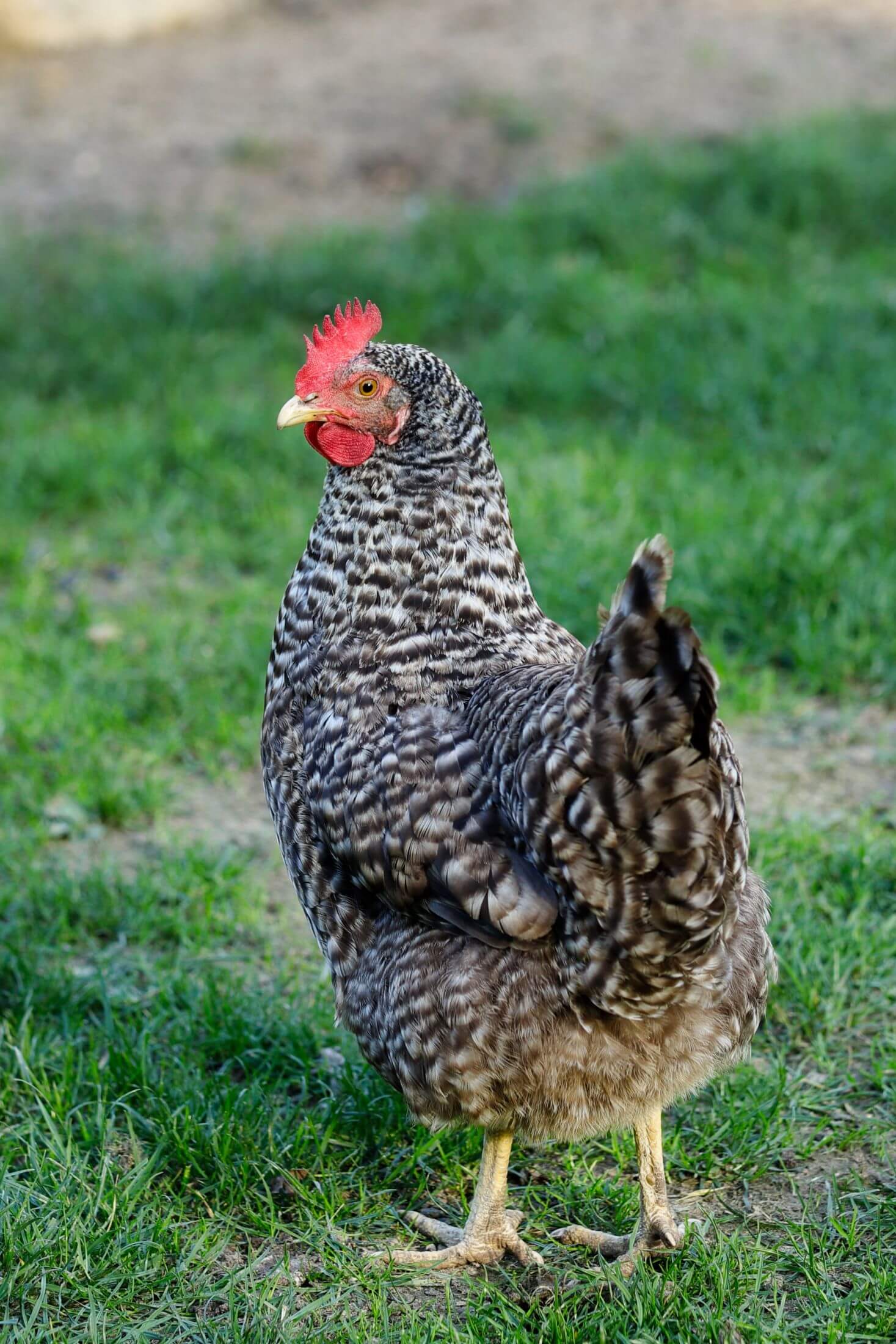 Barred rock hen.