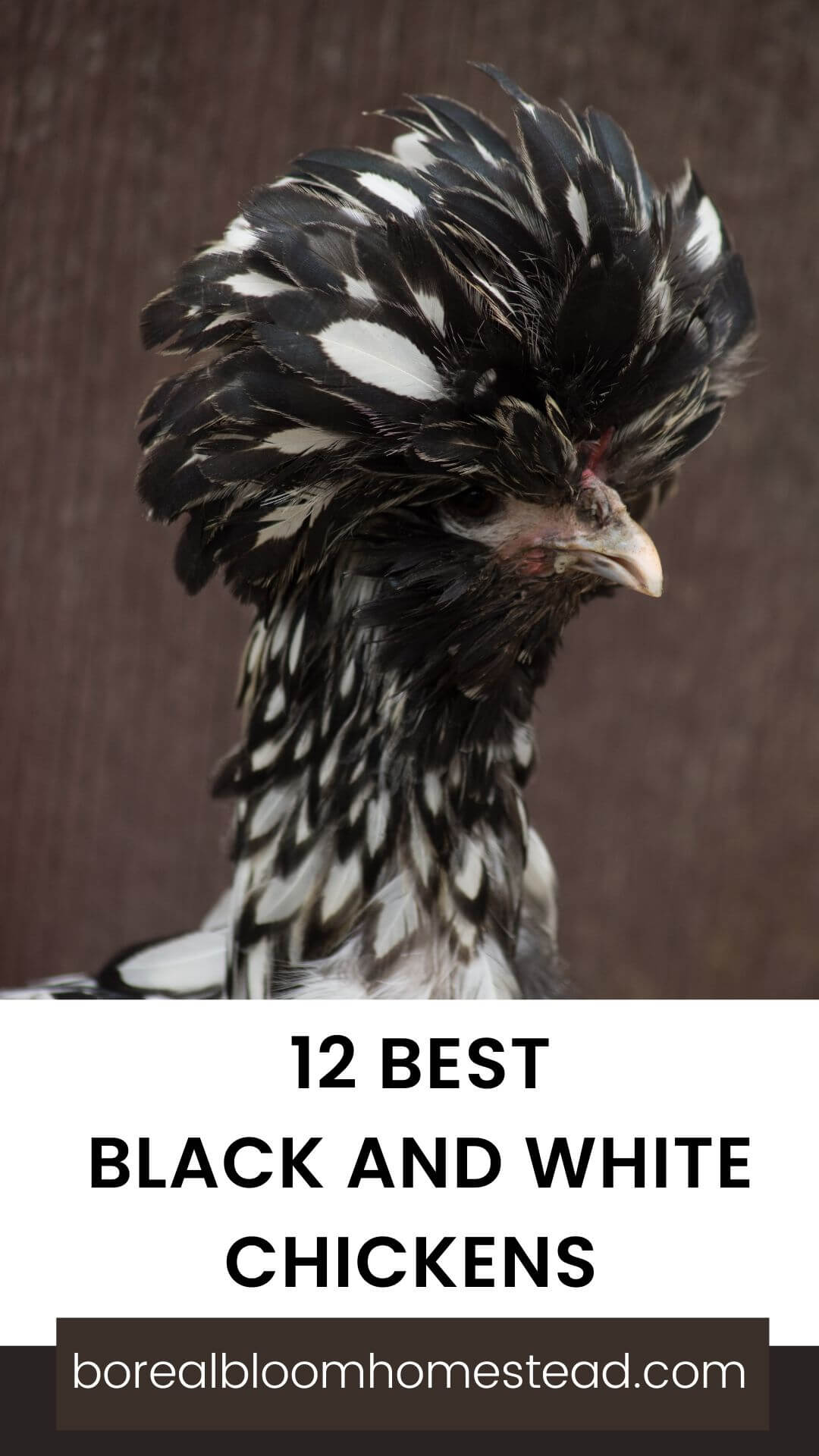 Silver laced polish hen with text overlay: 12 best black and white chickens.