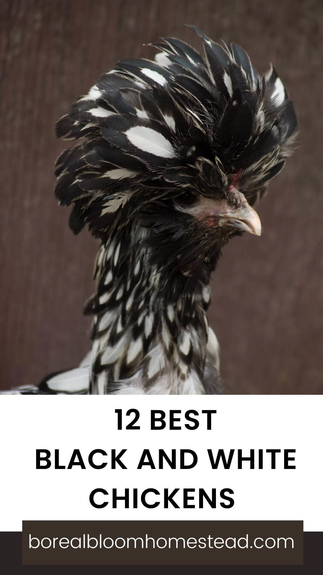 Ultimate List of Black Chicken Breeds