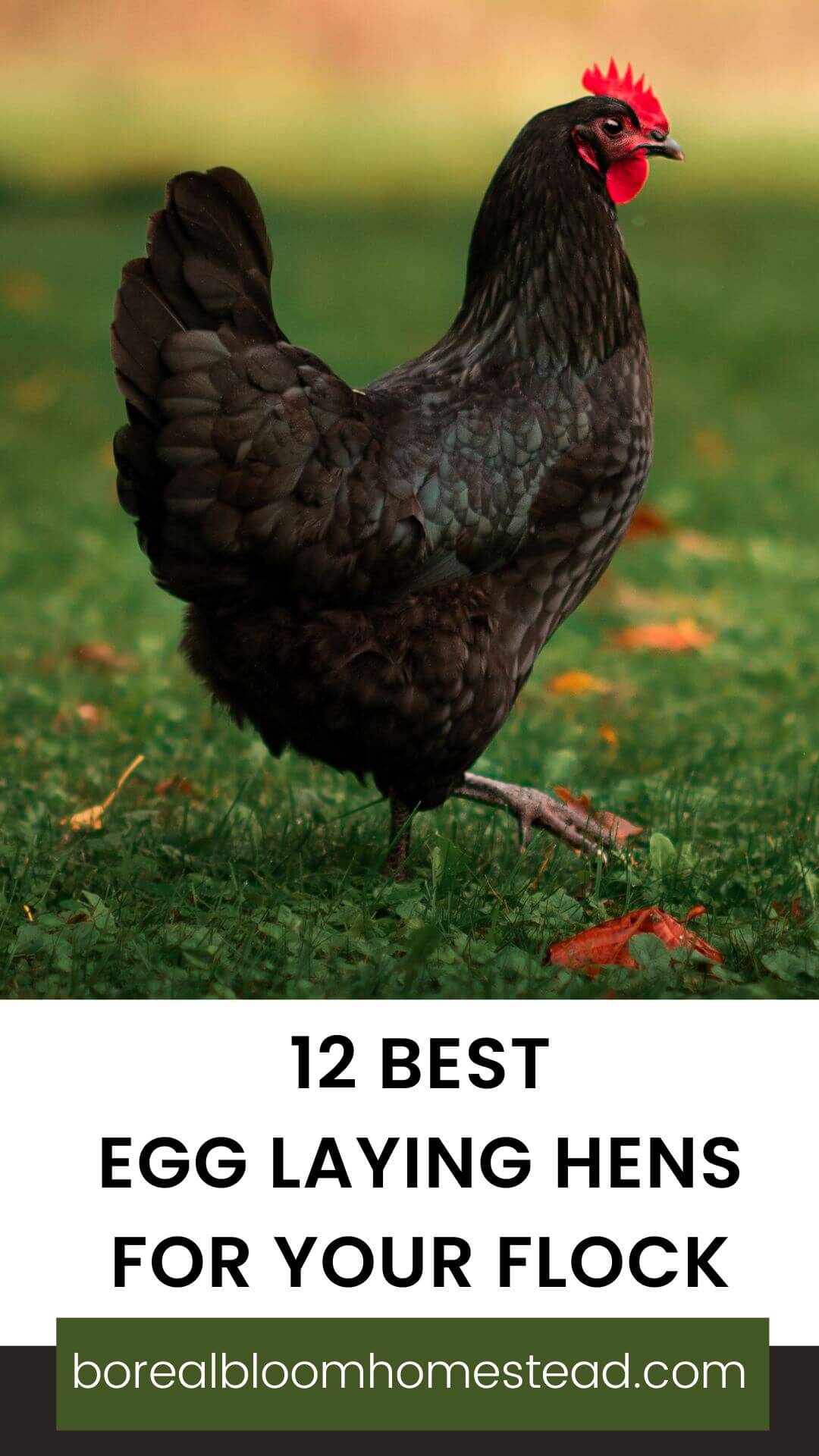 Black hen with text overlay: 12 best laying hens for your flock.