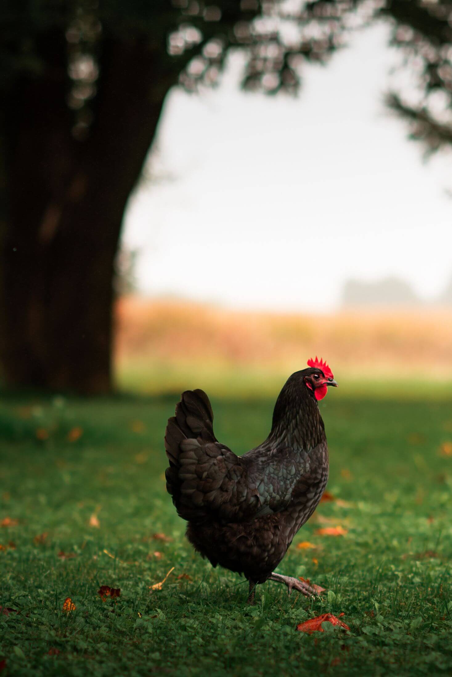 Black Australorp hen. 