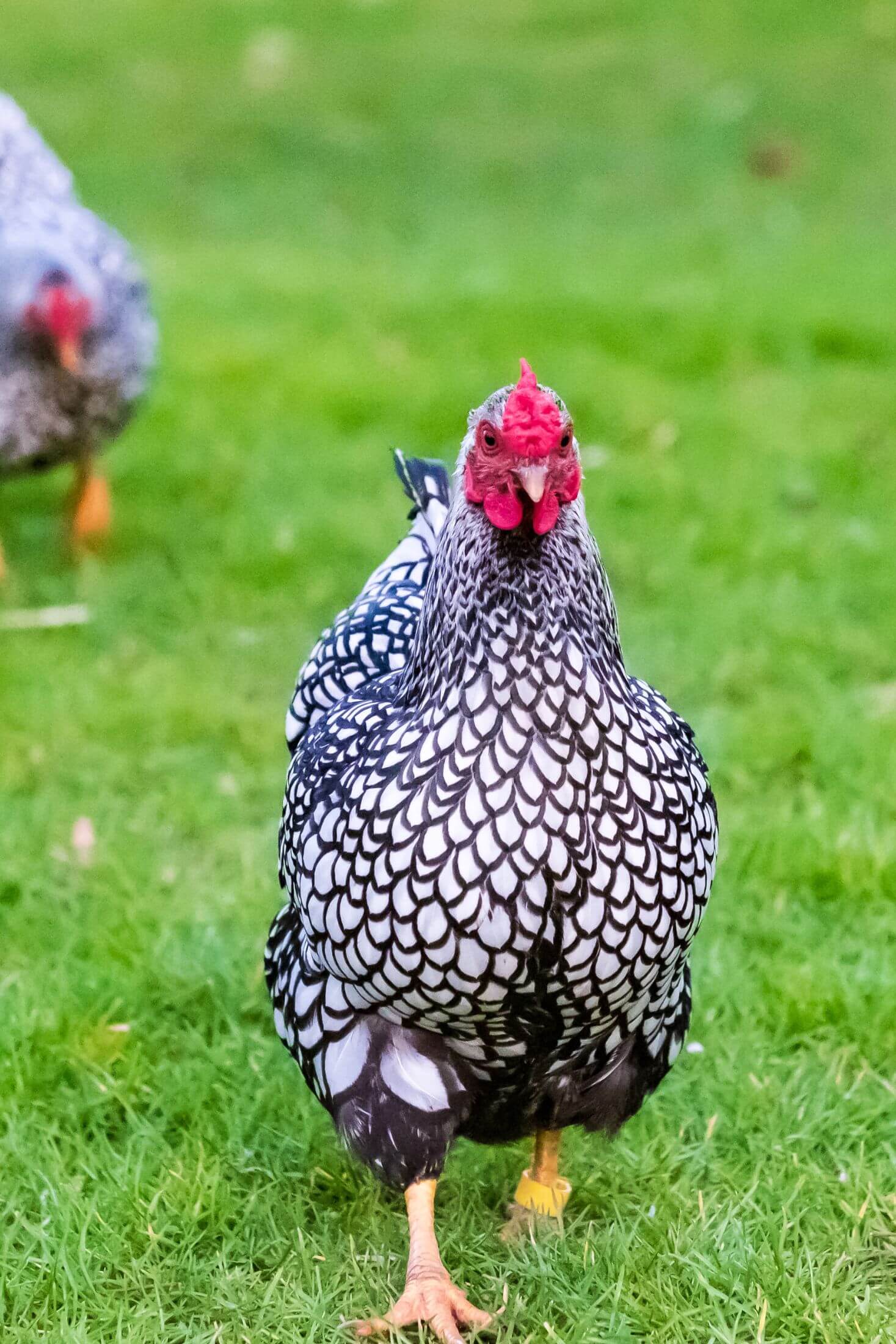 Black laced silver polish hen. 