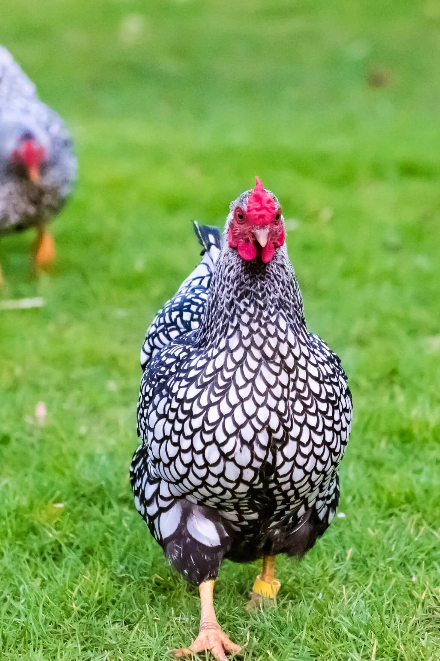 name of black and white chickens