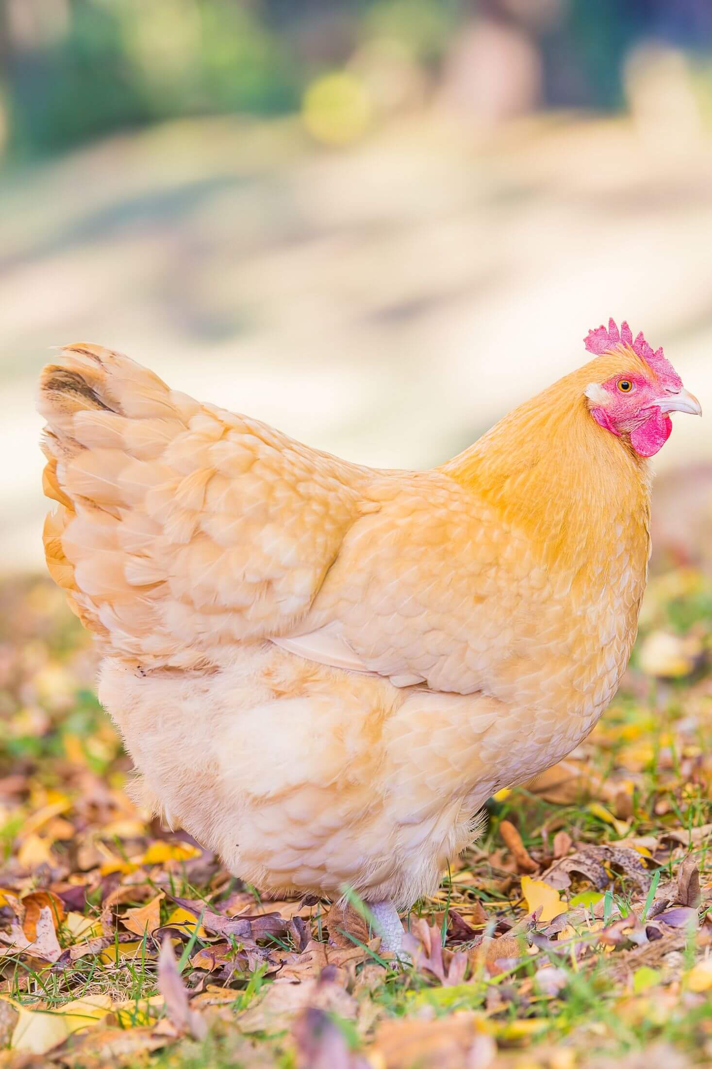 Buff orpington hen. 