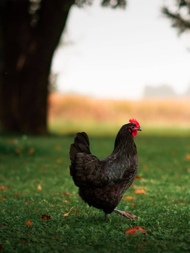 Best Egg Laying Chickens For Your Backyard Flock! | Boreal Bloom Homestead