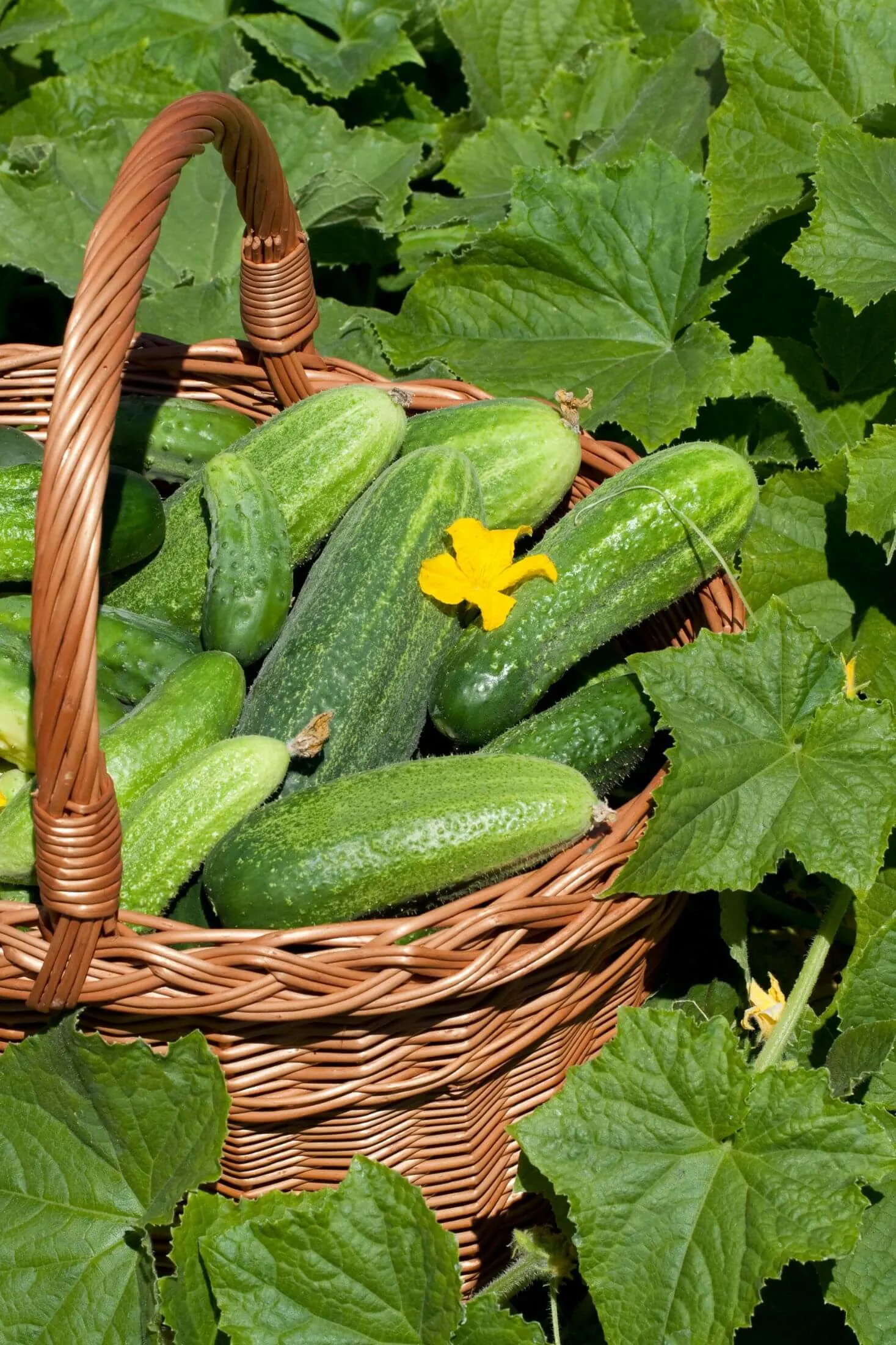 Basket of fresh cucumbers. 
