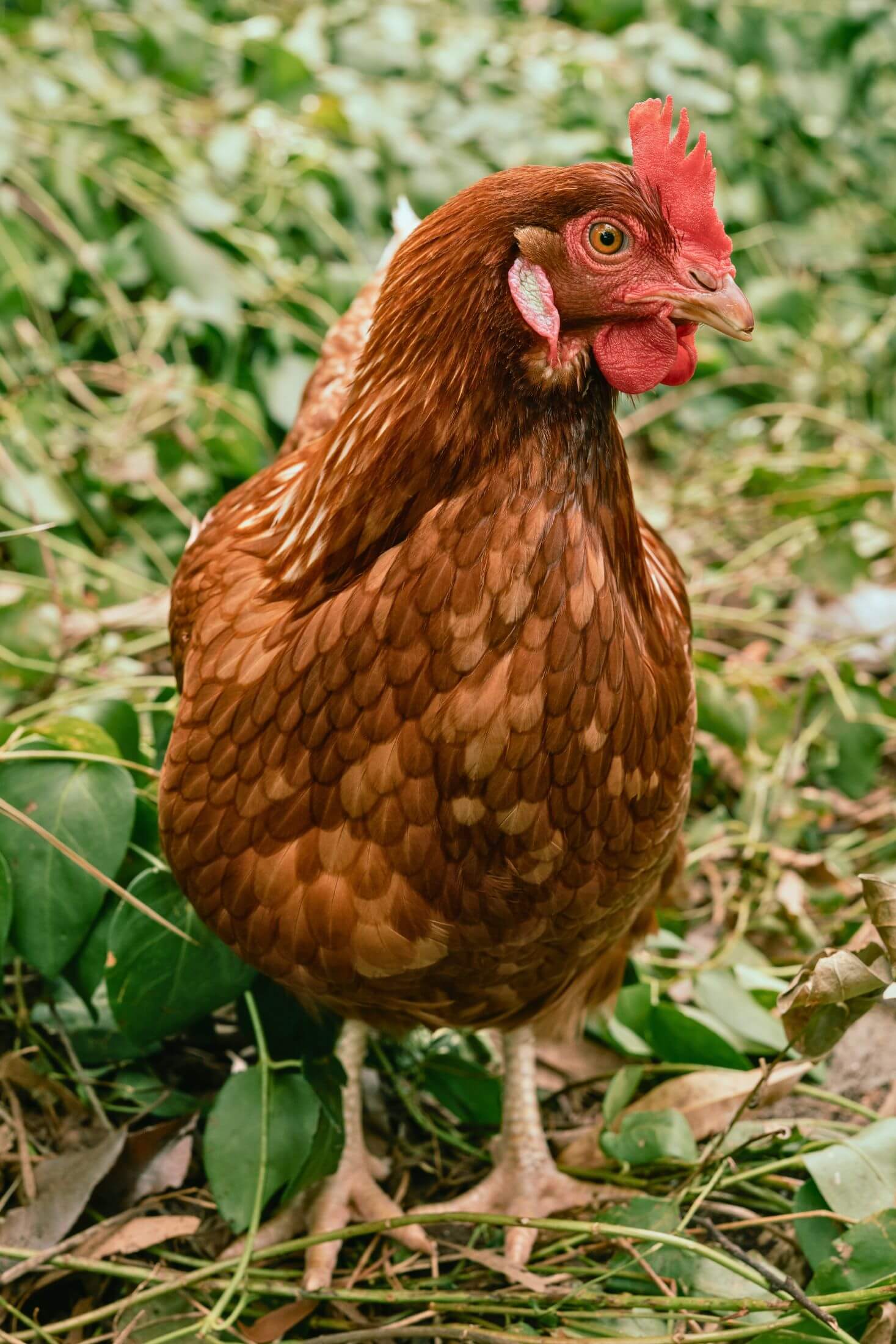 ISA brown hen. 