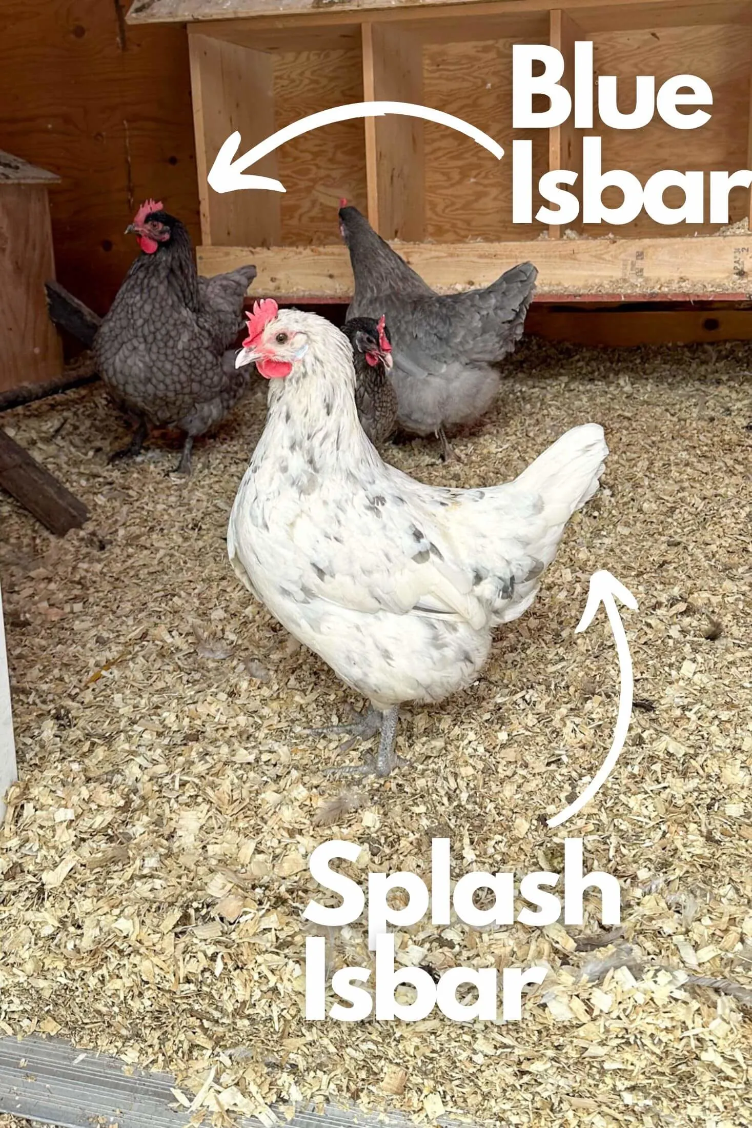 Labeled photo of splash and blue Isbar hens. 