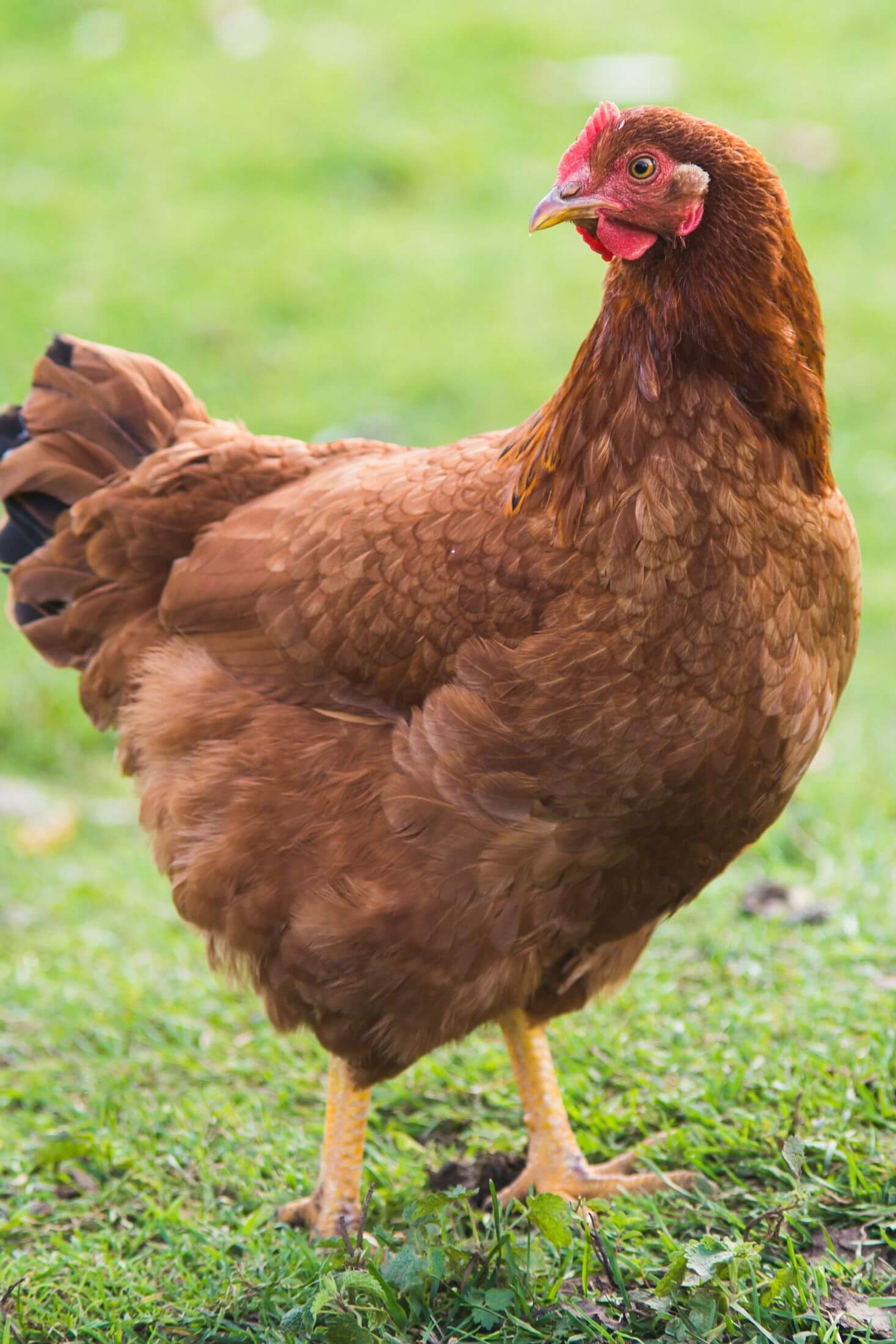 Rhode Island Red hen. 