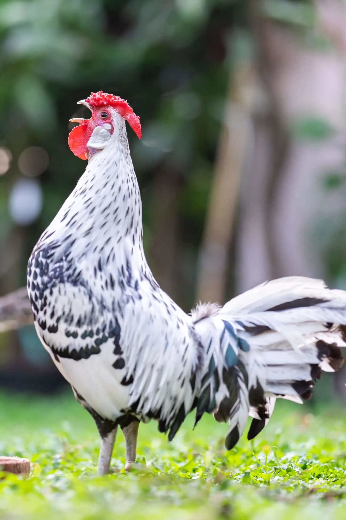 Chicken Black And White Breed