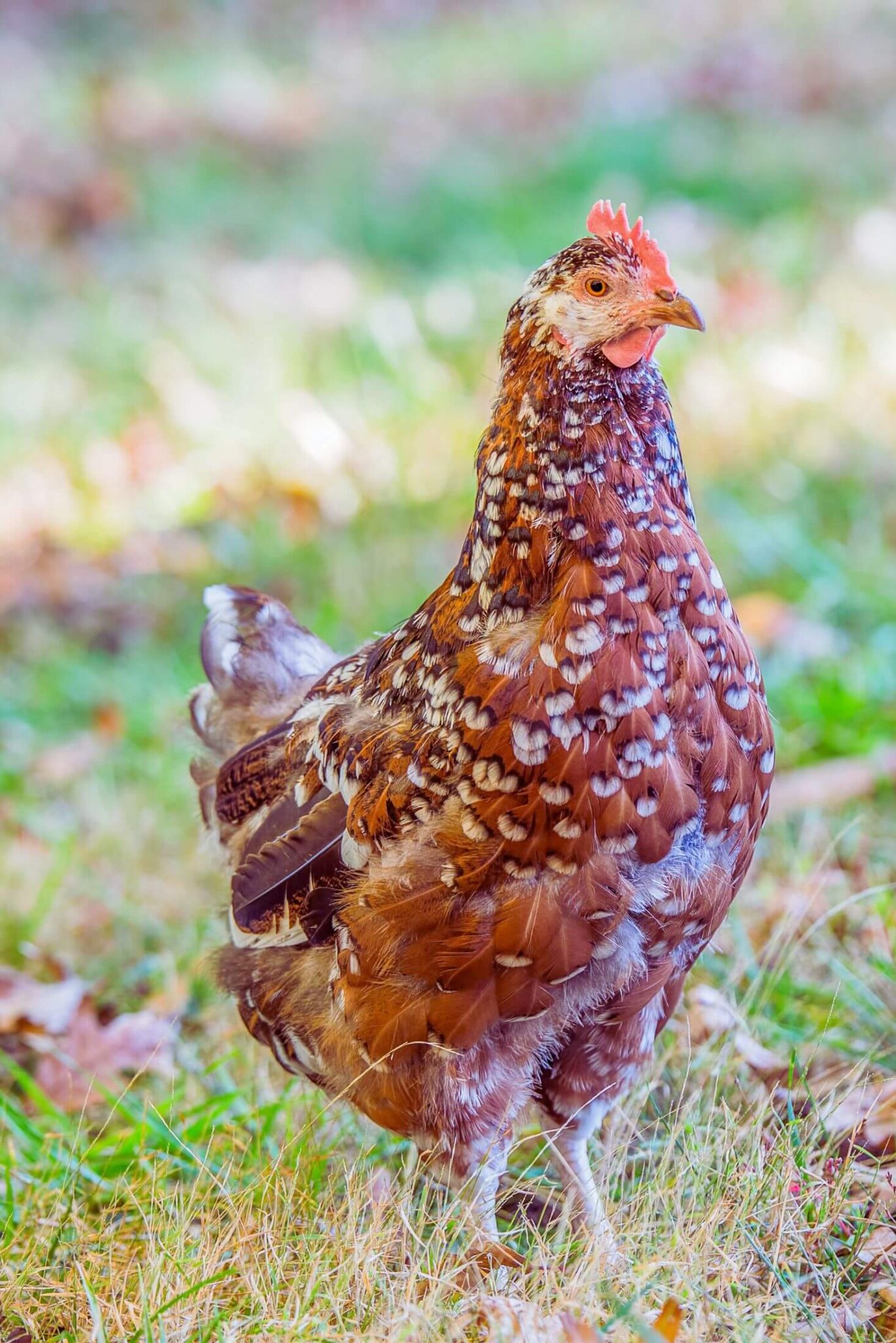 12 Best Egg Laying Chickens For Your Flock | Boreal Bloom Homestead