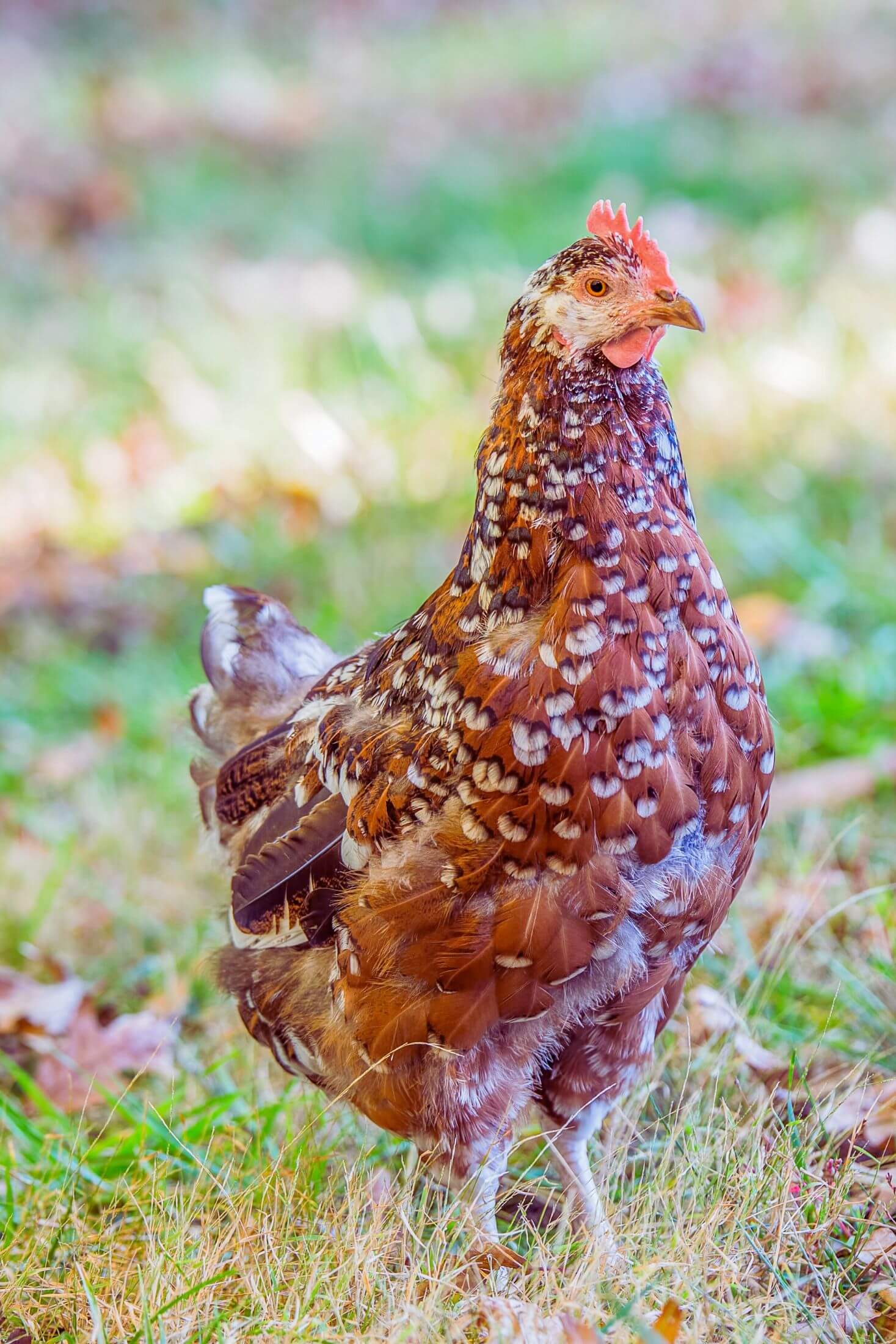 Speckled sussex hen. 