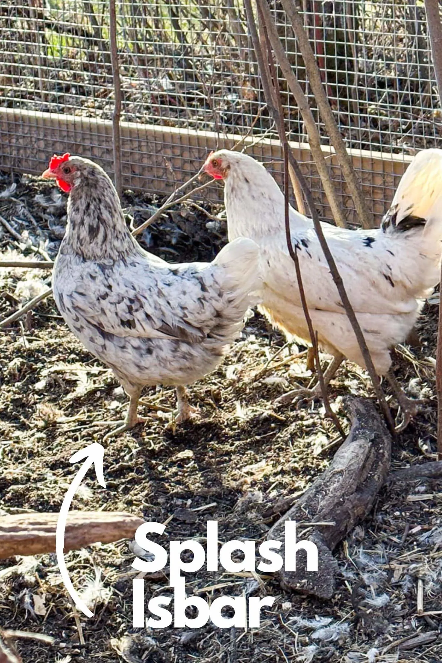 A labeled photo of Isbar hens. 