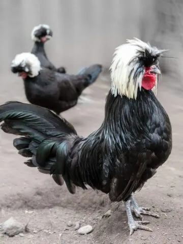 White crested black polish rooster and hens.